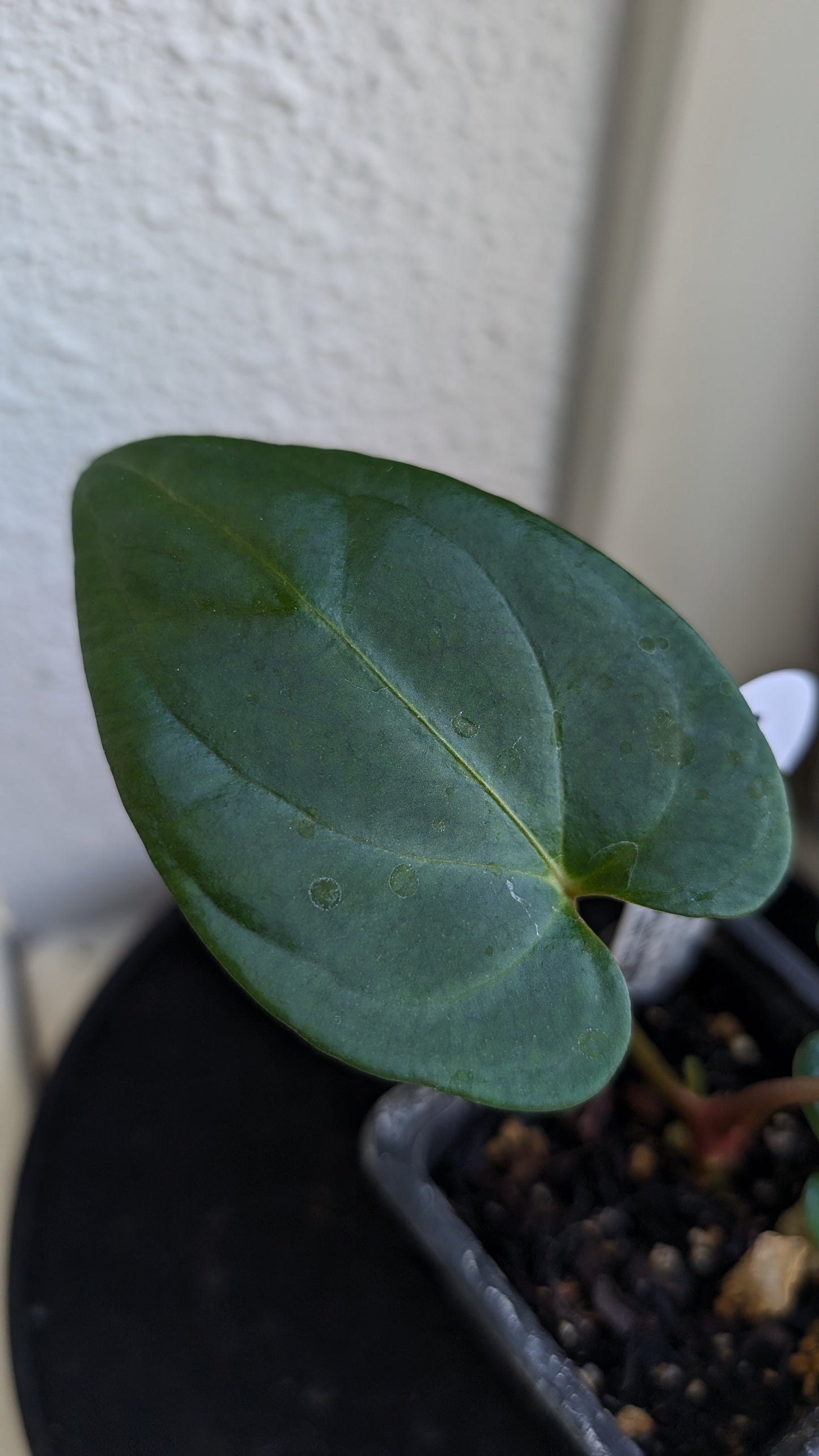 Anthurium Besseae aff 'Black Pillow' x Papillilaminum 'Fort Sherman' seedlings