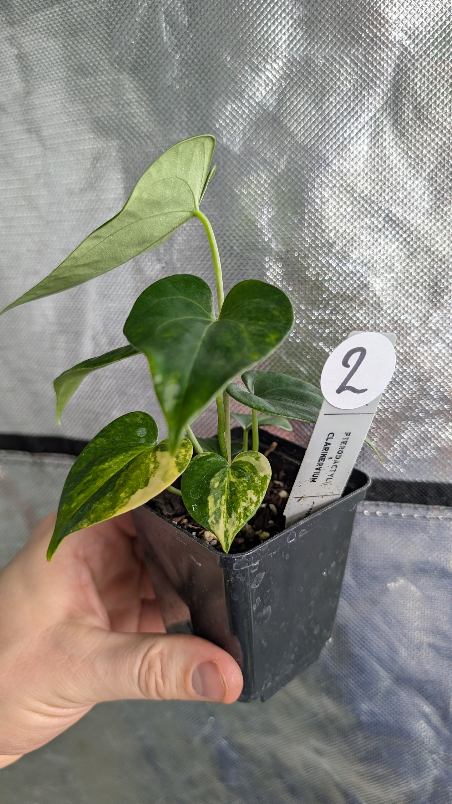 *Variegated* Anthurium Pterodactyl variegata x Clarinervium (or x self)