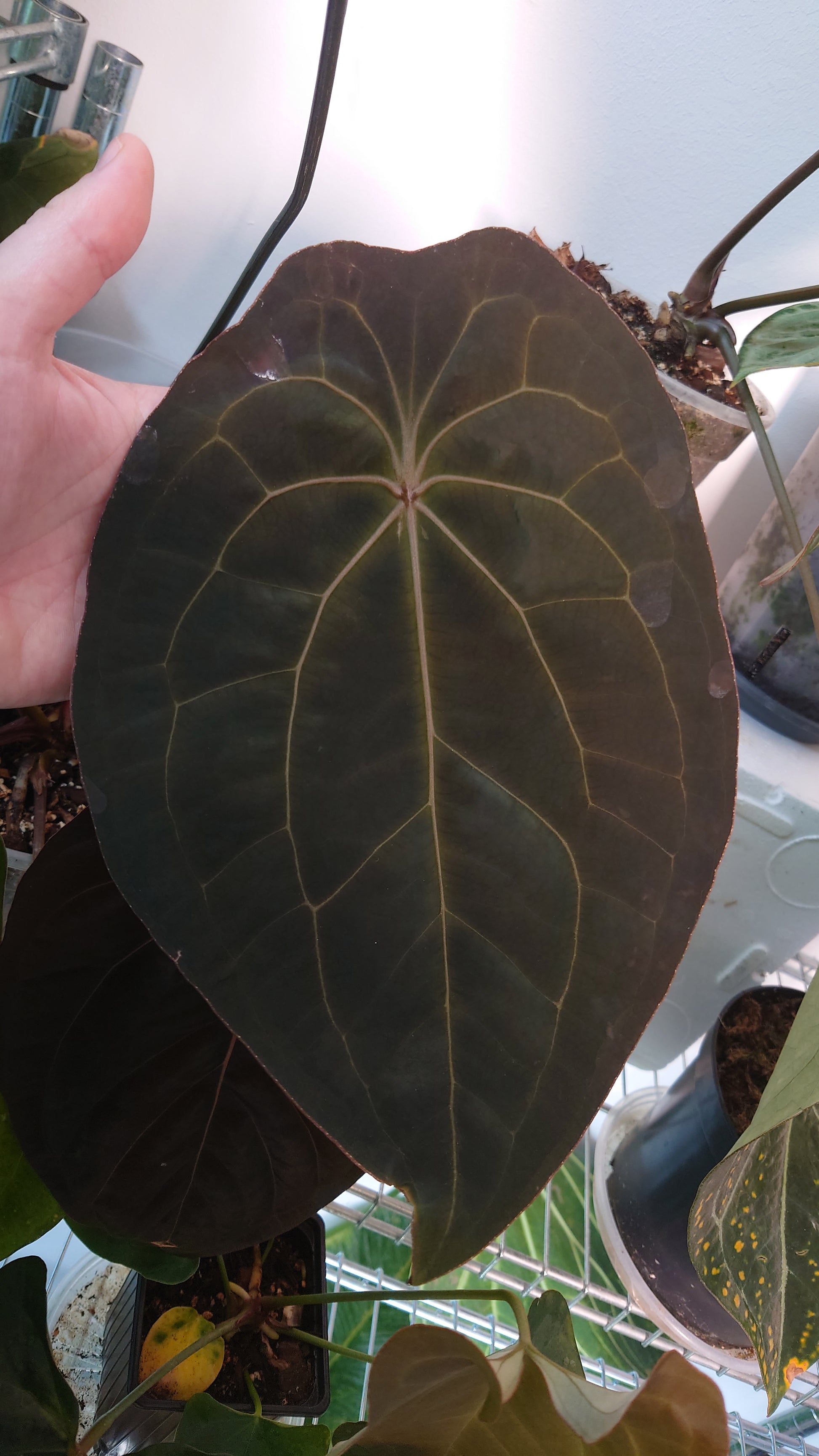 anthurium ace of spades x forgetii Anthurium Ace of Spagetii F2 – Curious Plants