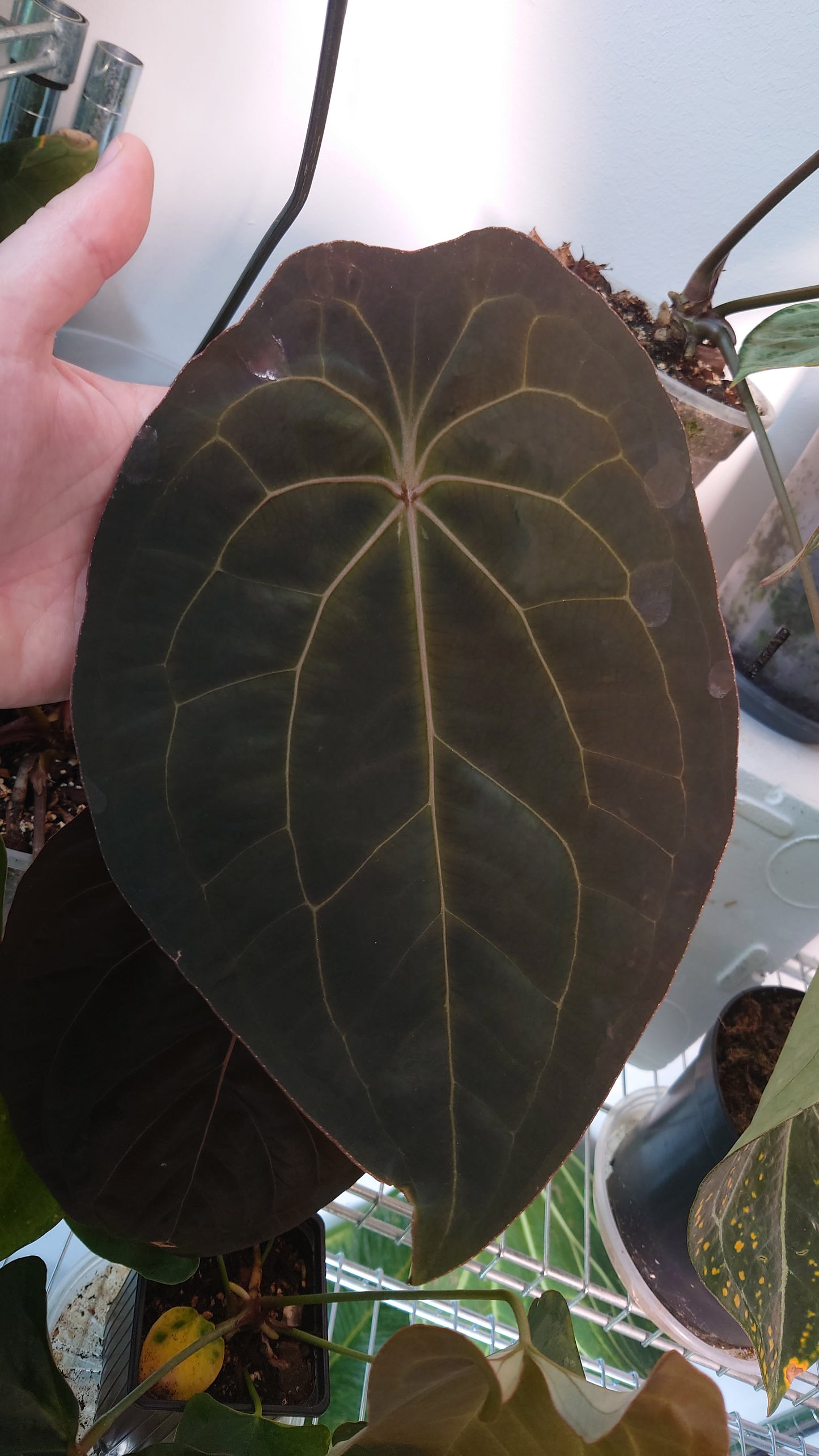 Anthurium Ace of Spagetii F2 (Ace of Spades x Forgetii) F2