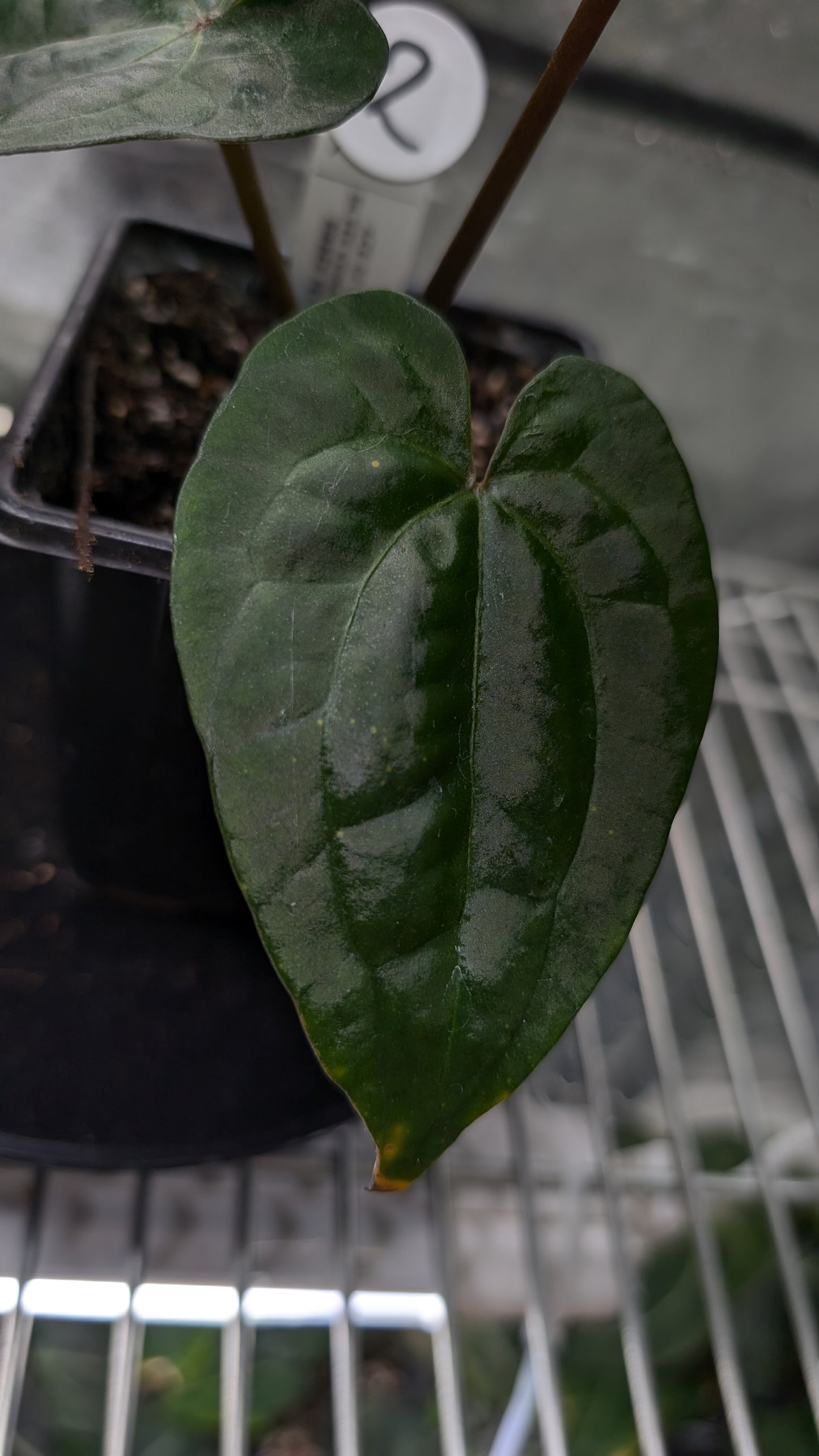 Ace of Spades SKG 'Ribbed Petiole' Clone/offset