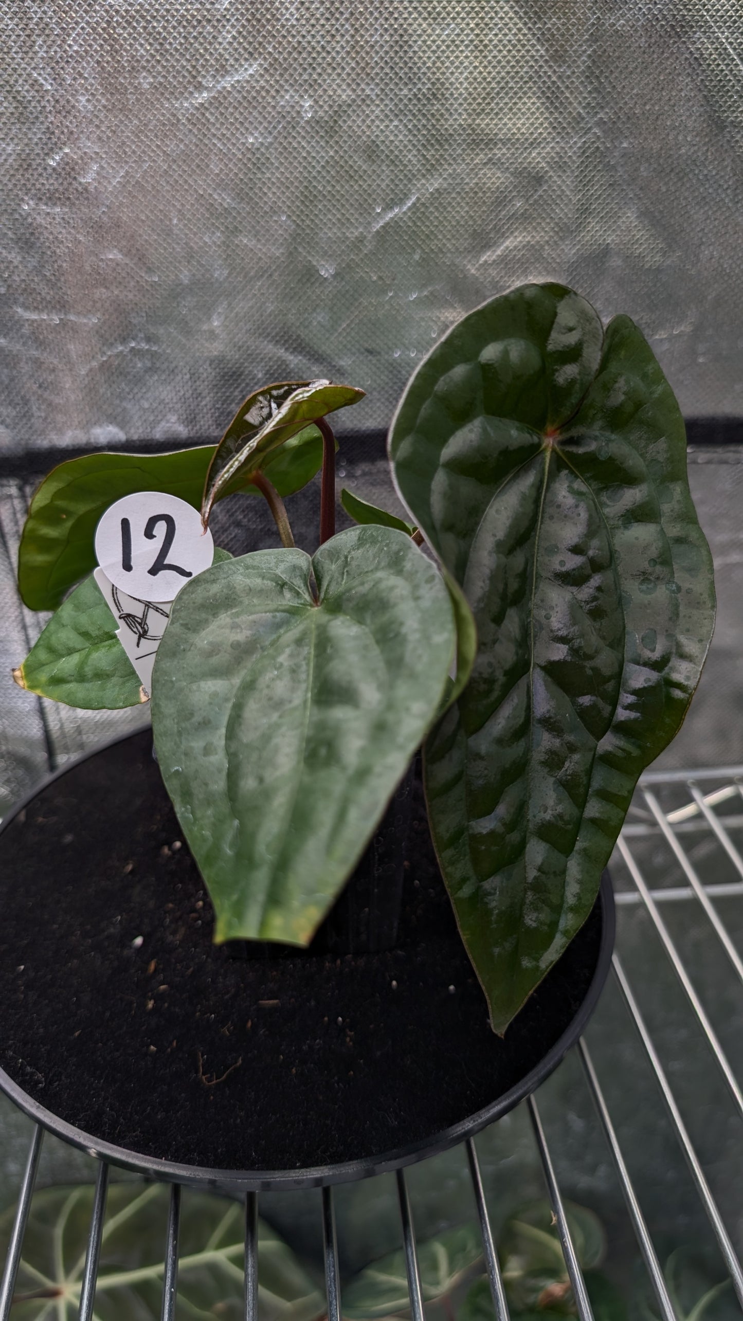 Anthurium 'Ace of Spagetii' x Luxurians