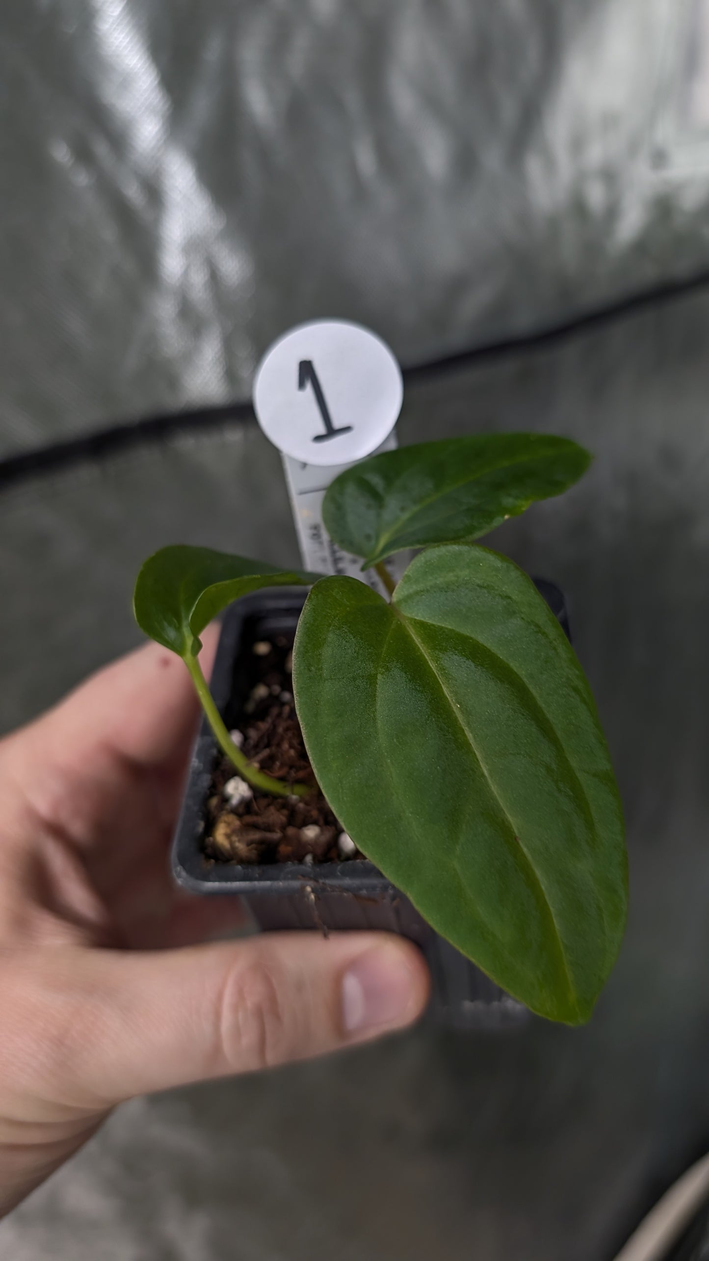 Anthurium Besseae aff 'Black Pillow' x Papillilaminum 'Fort Sherman'