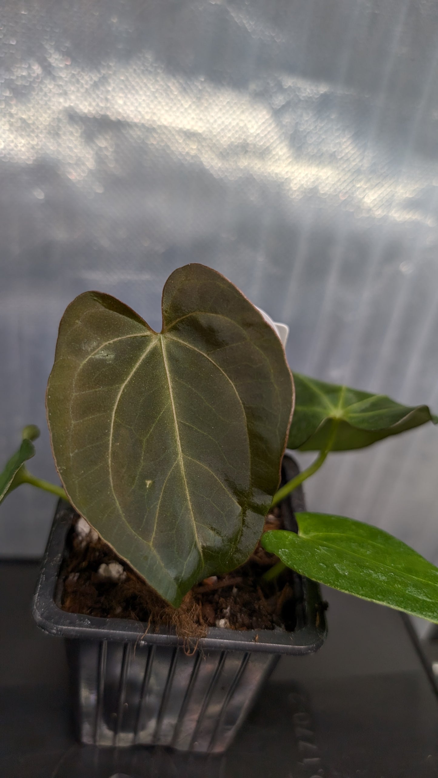 Anthurium Silver Blush Mint variegated x Papillilaminum 'Daniel'