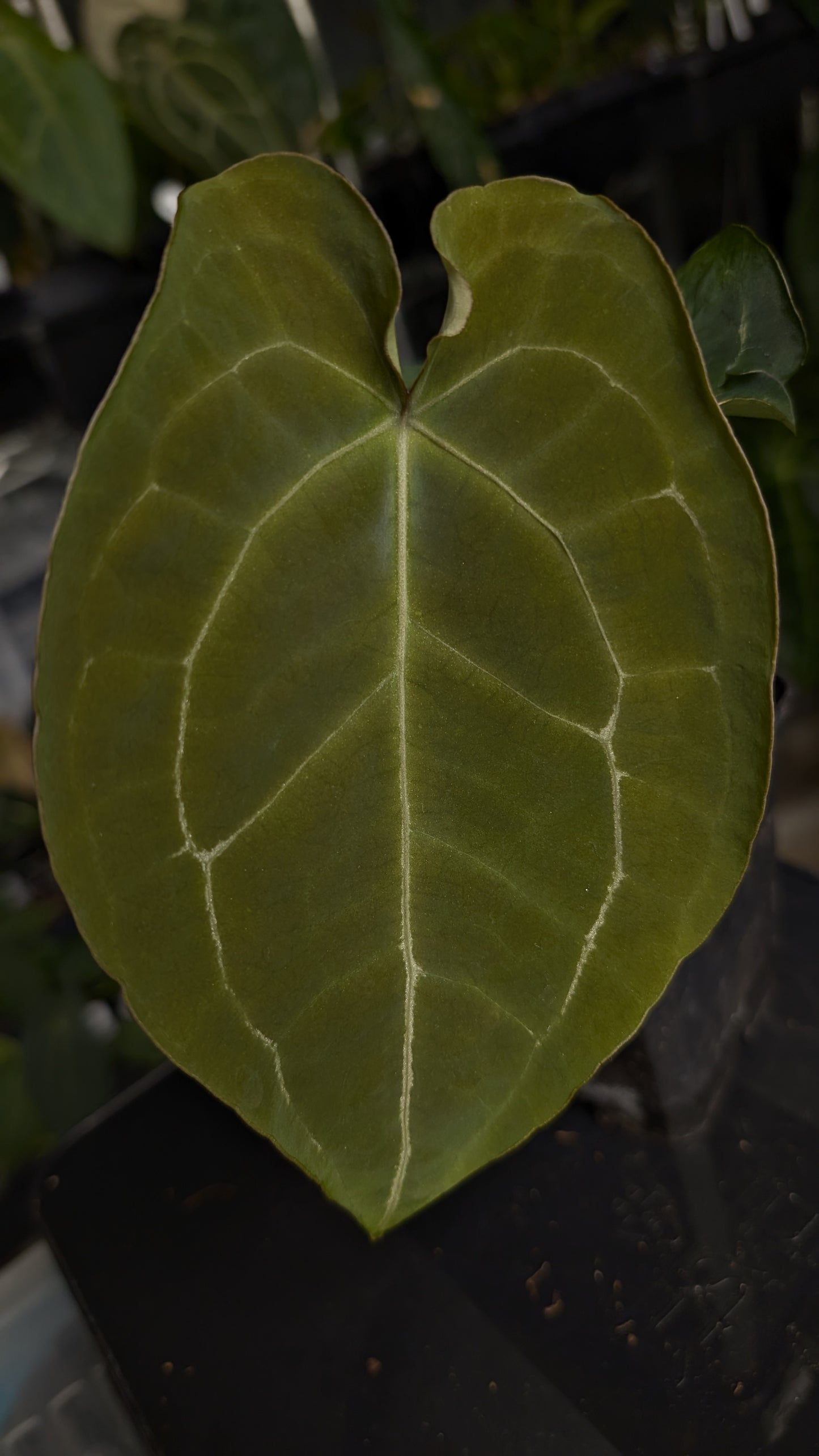 Anthurium Ace of Spagetii F2