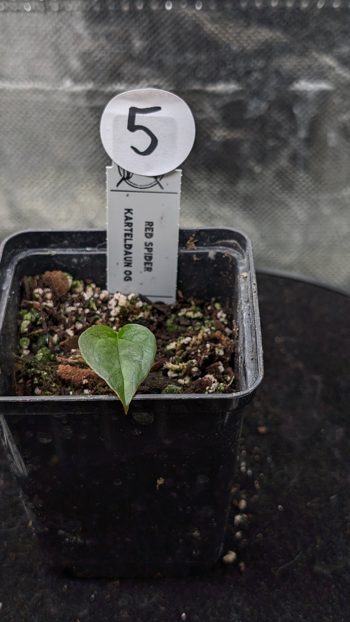 Anthurium Red Spider CLONE