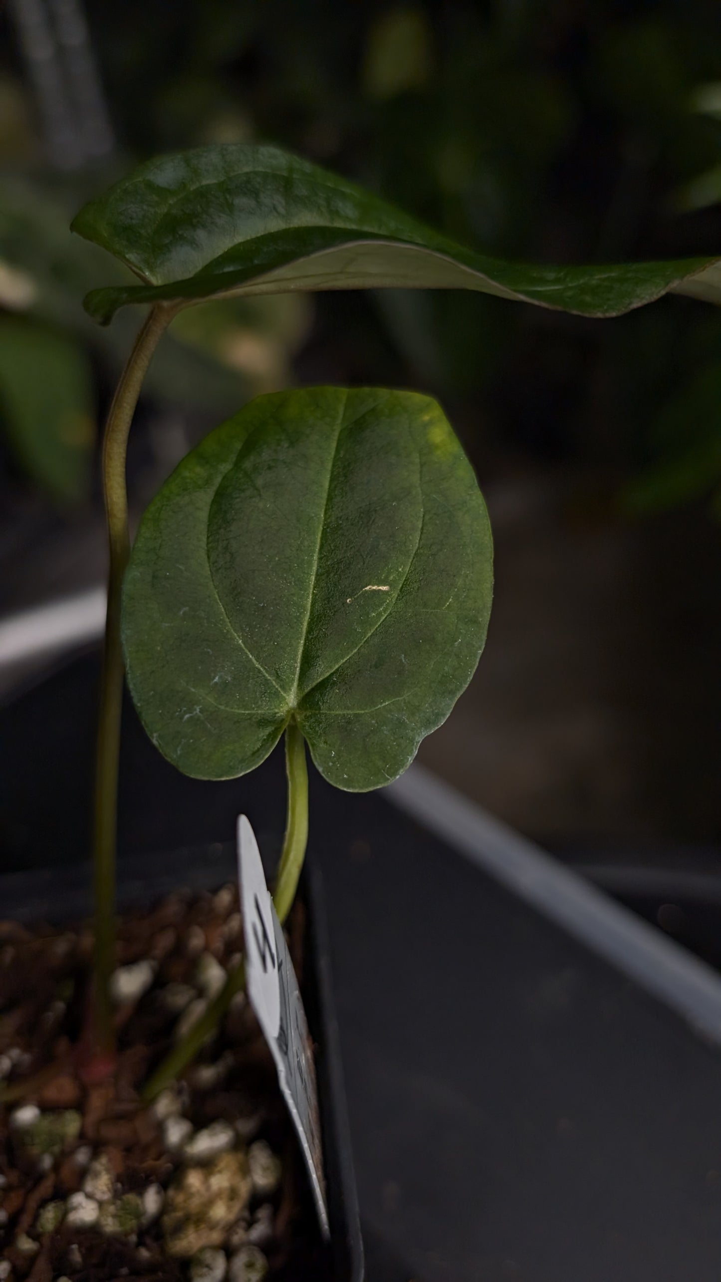 Anthurium Black Widow 43 x Red Velvet Cake 24 'Gomez' Clone
