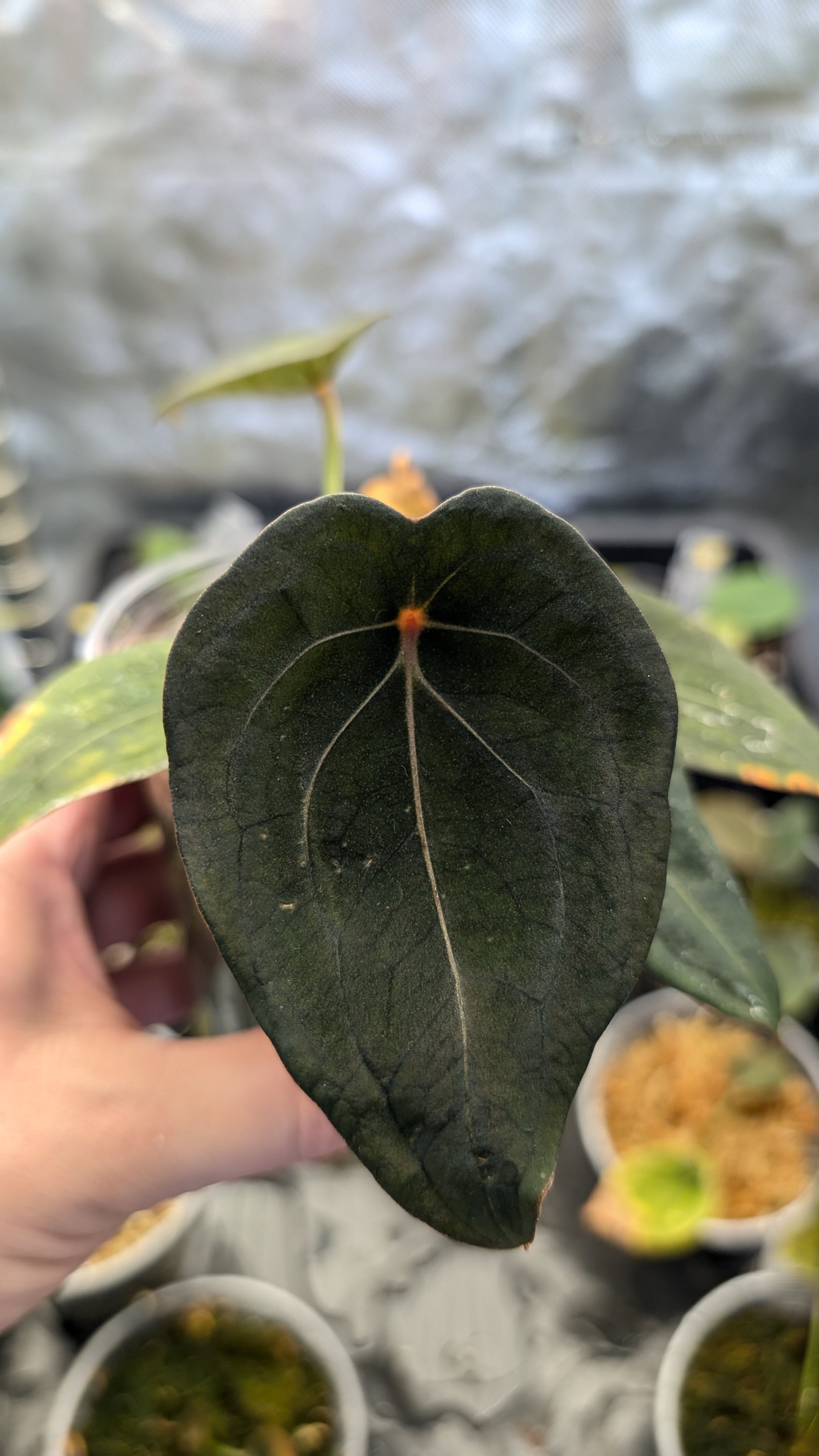 anthurium tarantula Anthurium Red Spider CLONE – Curious Plants