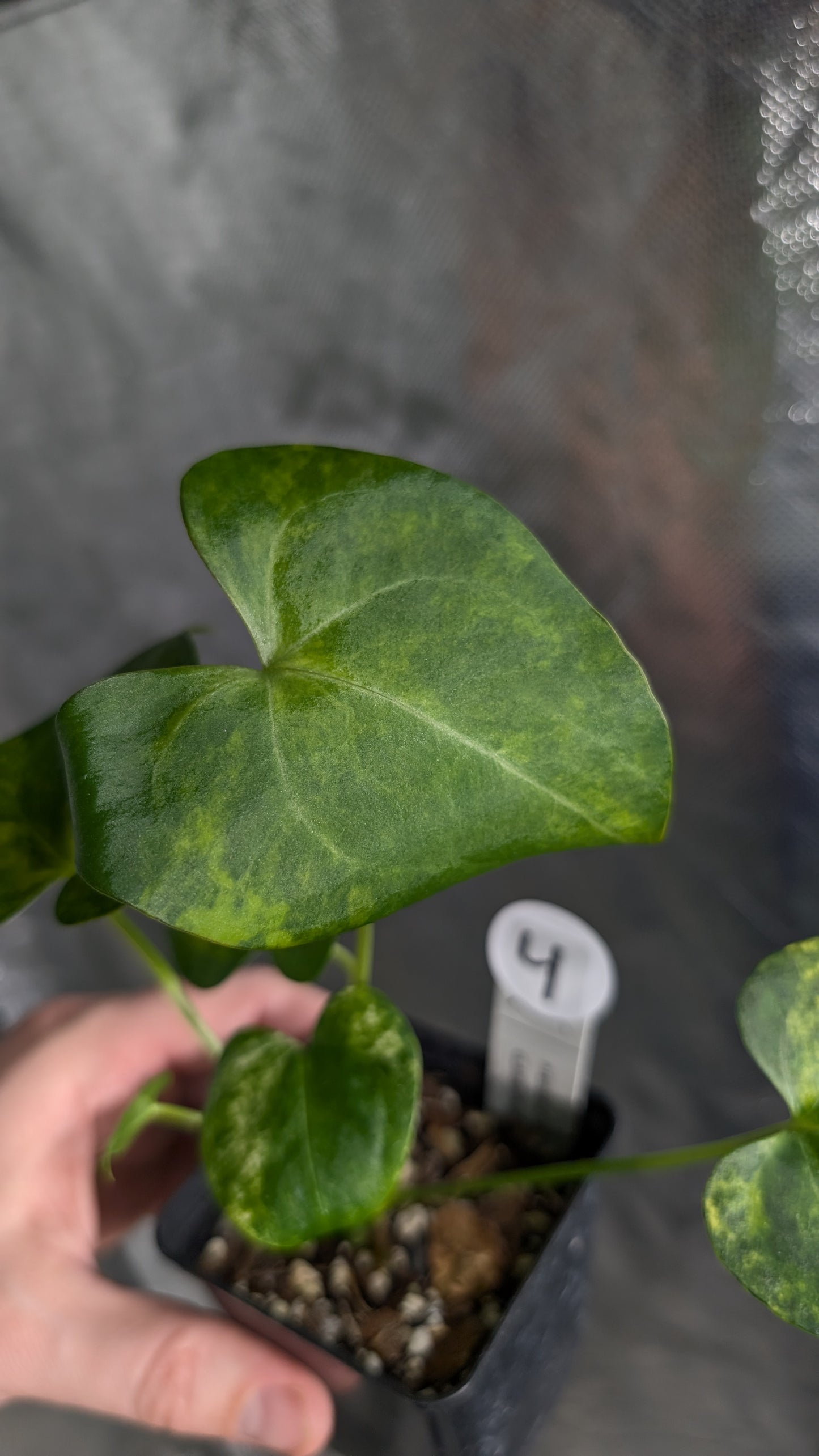 *Variegated* Anthurium Pterodactyl variegata x Clarinervium (or x self)