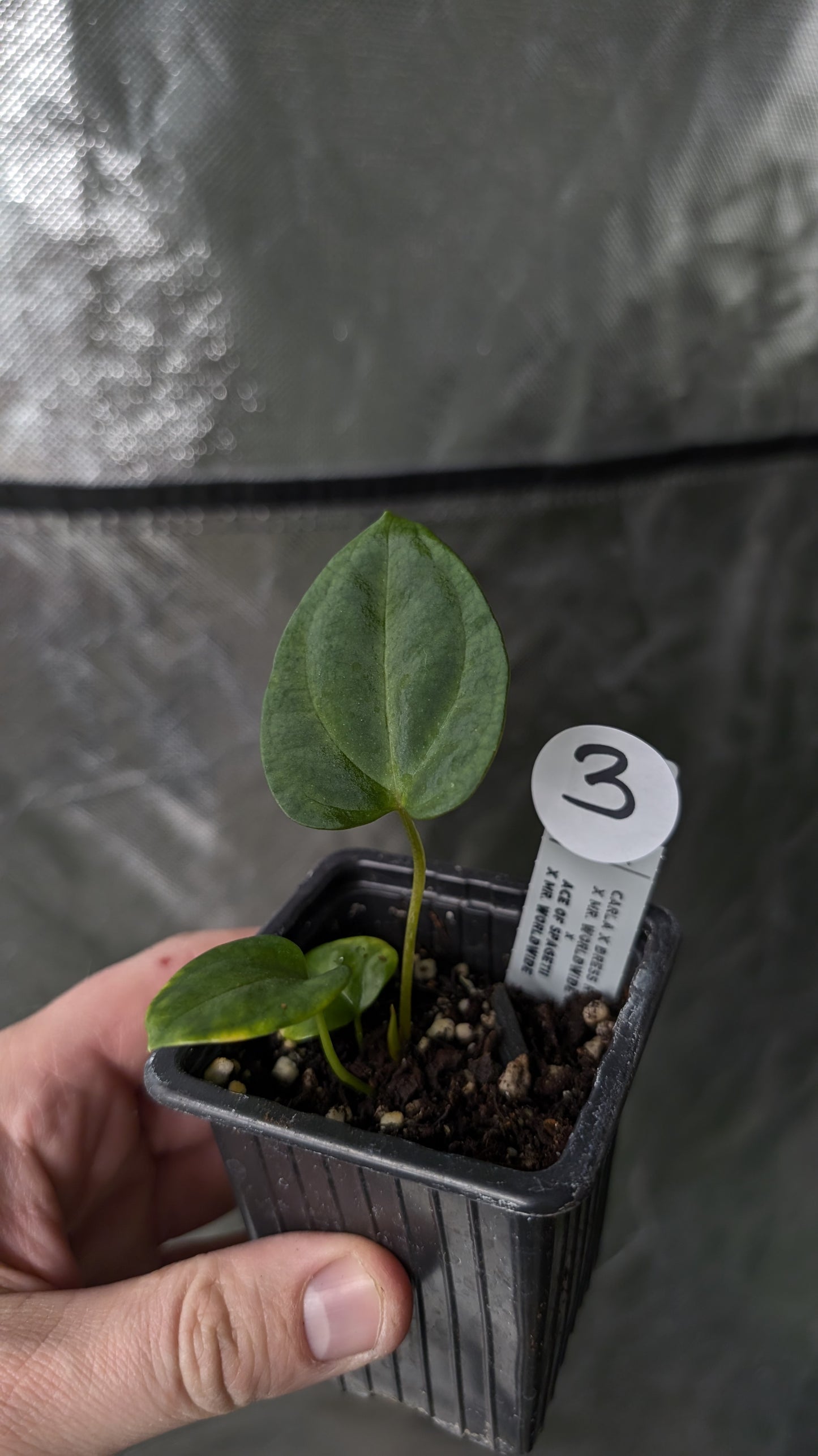 Anthurium [Carlablackiae x Dressleri Rio Guanche x Mr. Worldwide] x [Ace of Spagetii x Mr Worldwide]