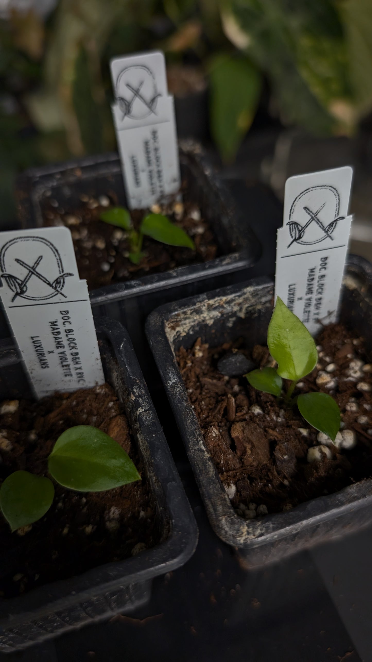 Anthurium 'Madame Violette' x Luxurians seedlings