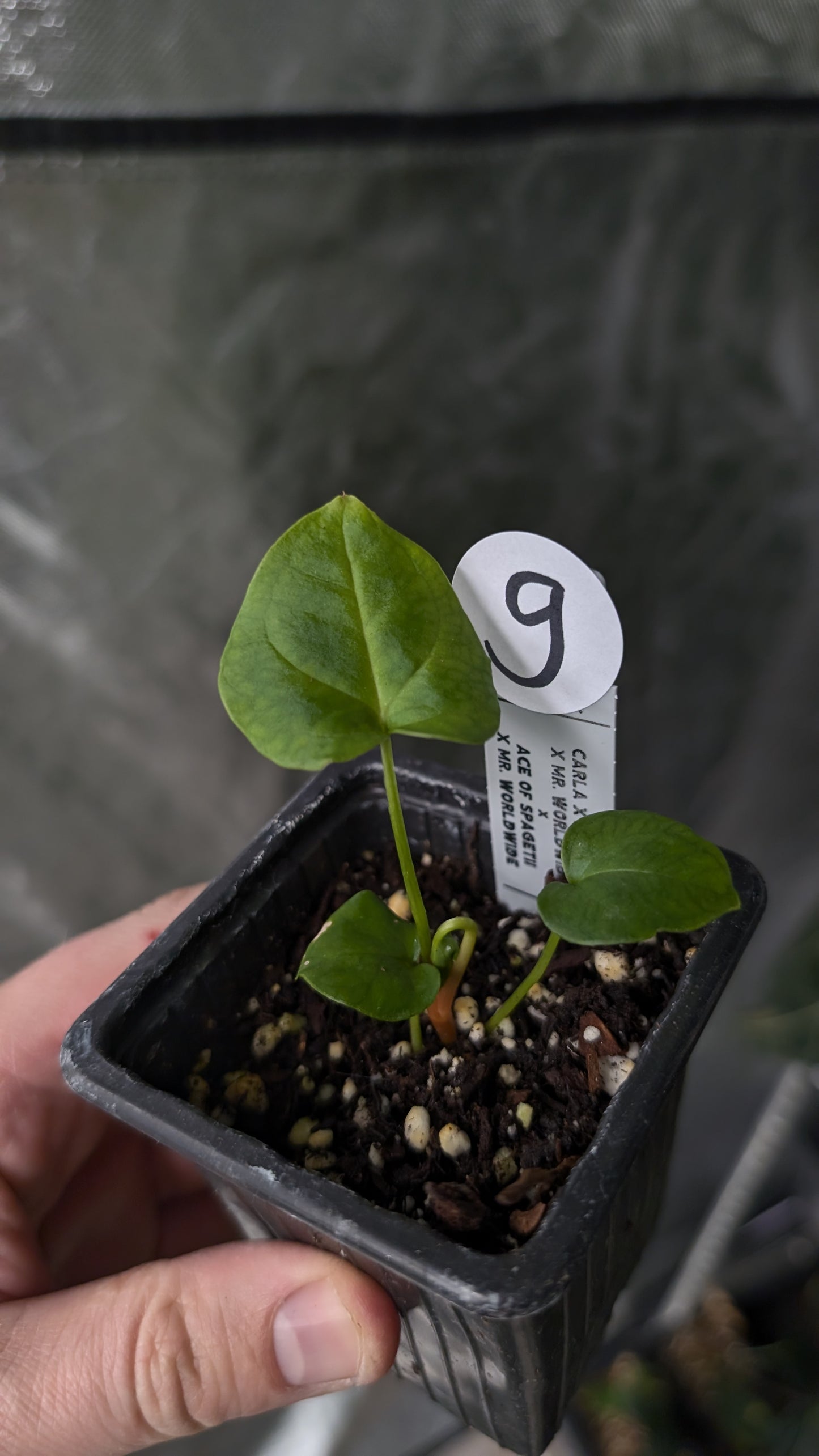 Anthurium [Carlablackiae x Dressleri Rio Guanche x Mr. Worldwide] x [Ace of Spagetii x Mr Worldwide]