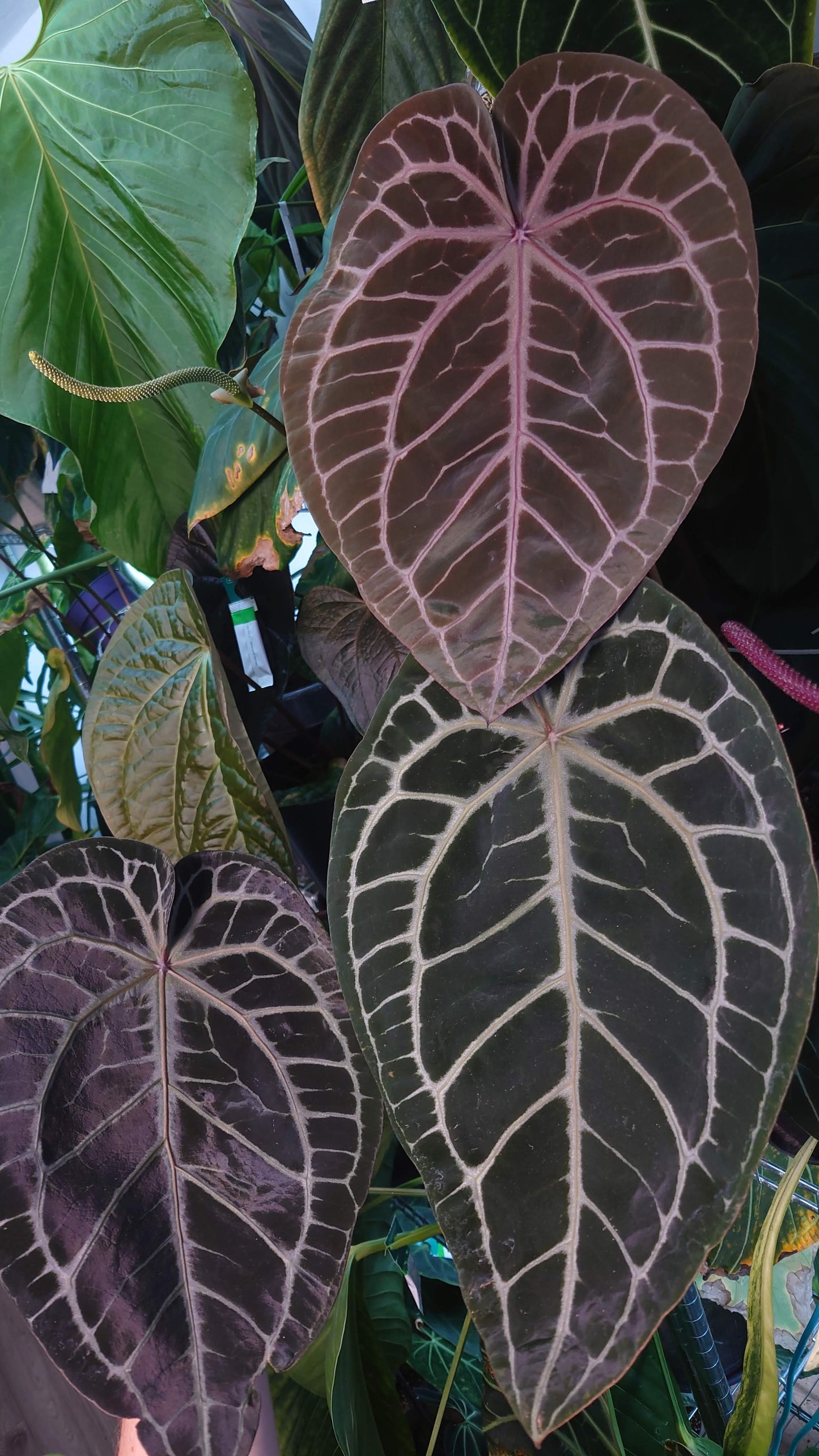 Anthurium Zara x Michelle 'selected dark form' Clone