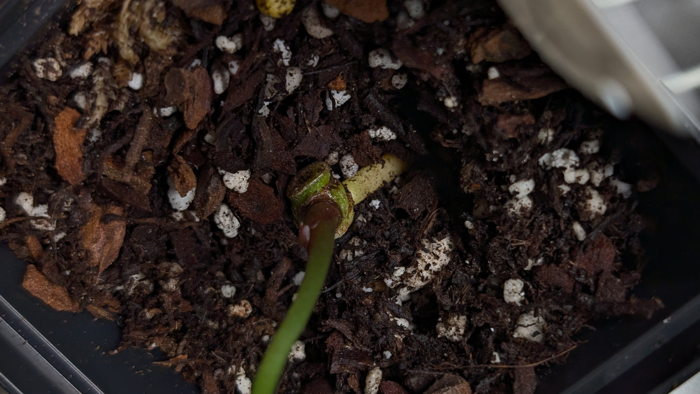 Anthurium Black Widow 13 x 43 clone