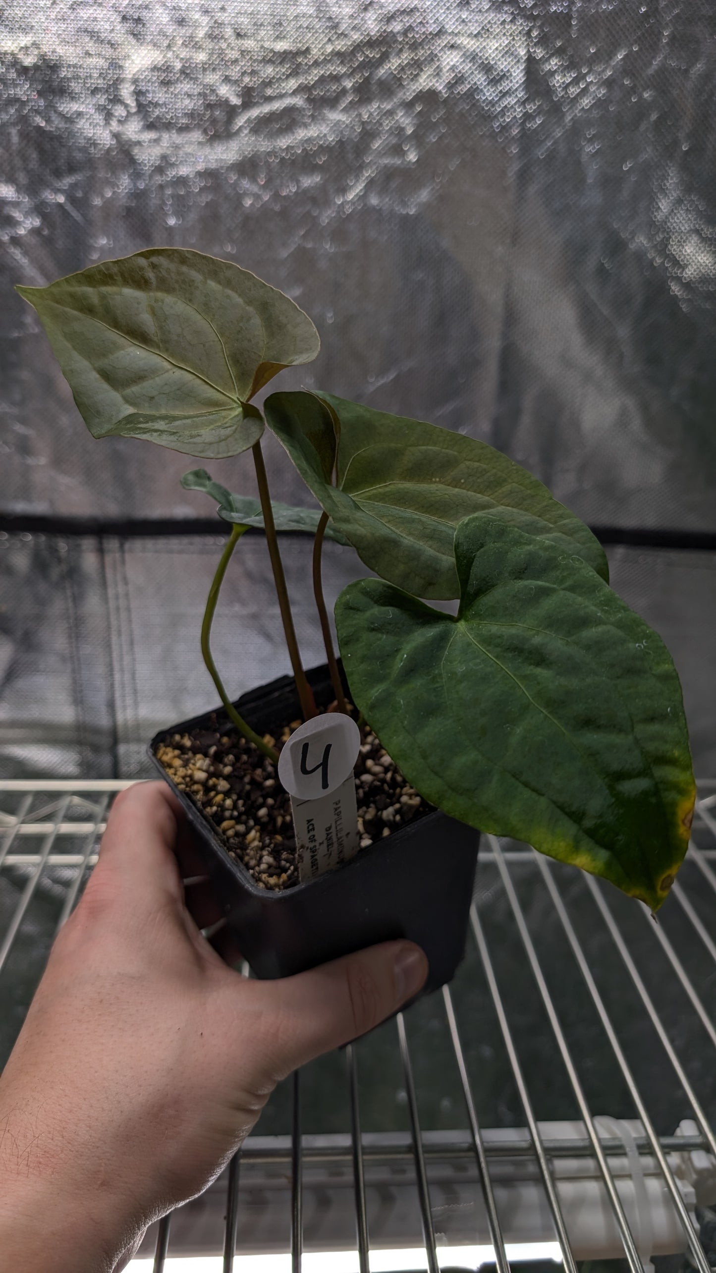 Anthurium Papillilaminum 'Daniel' x Ace of Spagetii