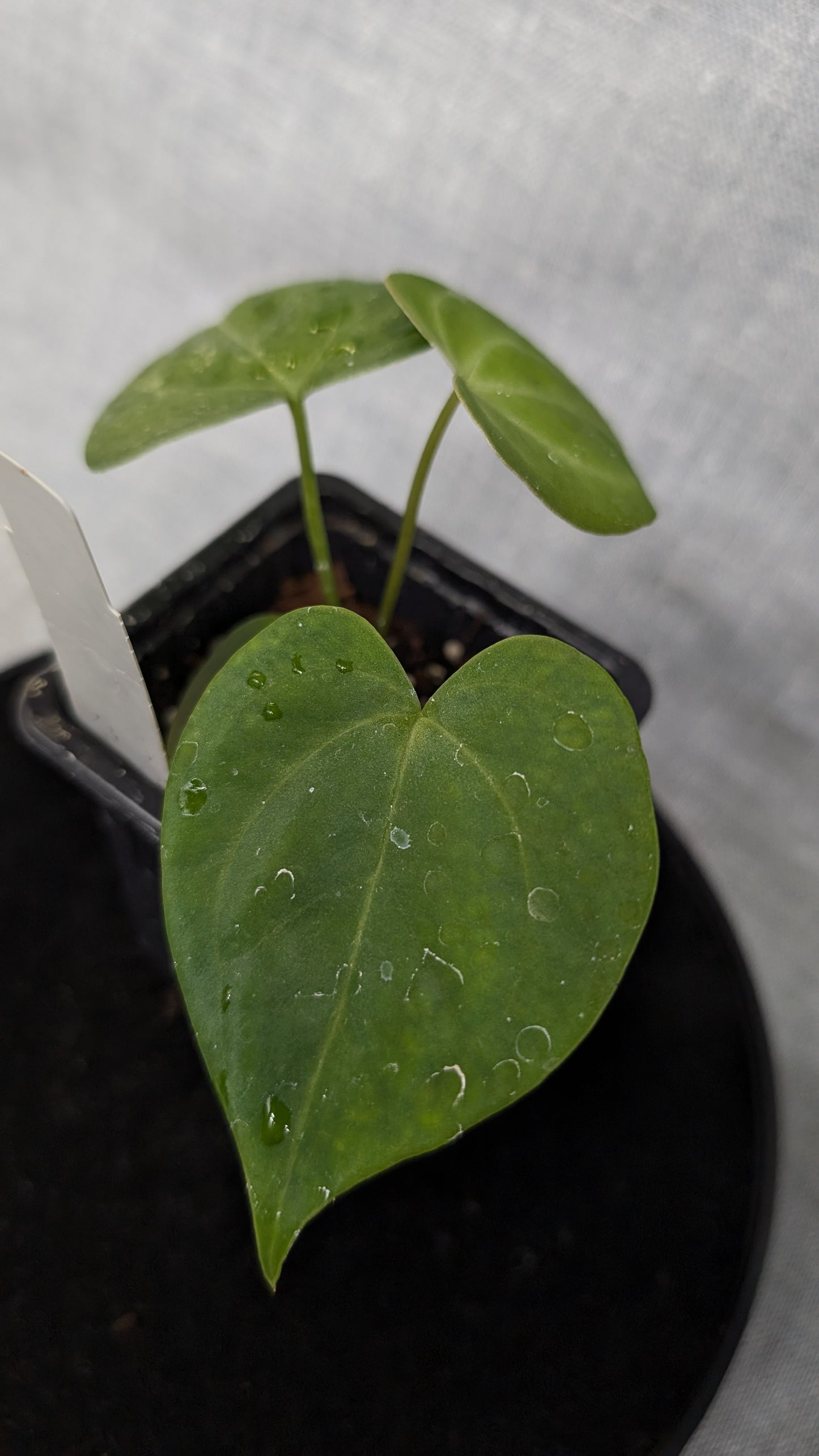 Anthurium Pterodactyl variegata x Clarinervium (or x self)