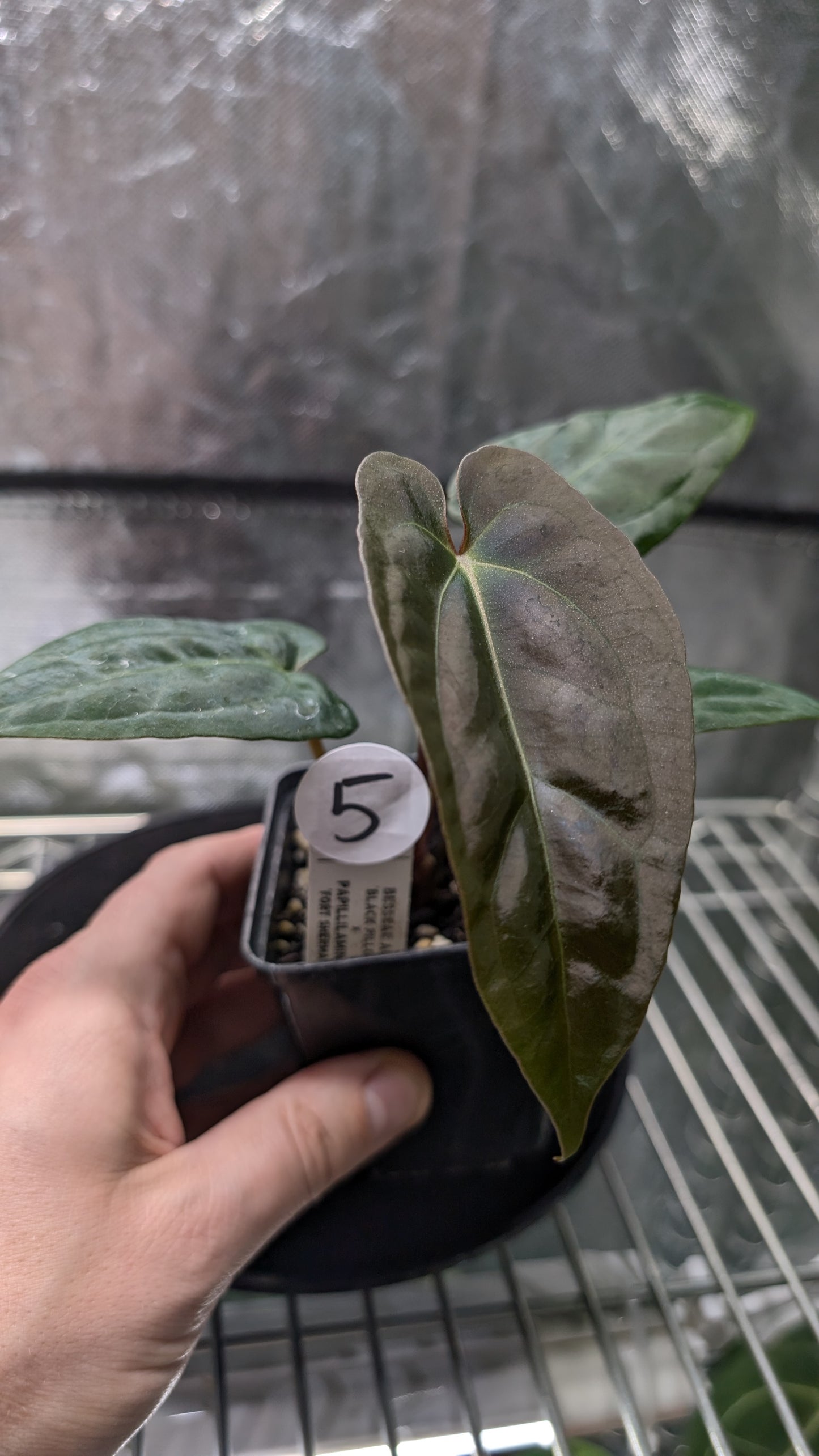 Anthurium Besseae aff 'Black Pillow' x Papillilaminum 'Fort Sherman' seedlings