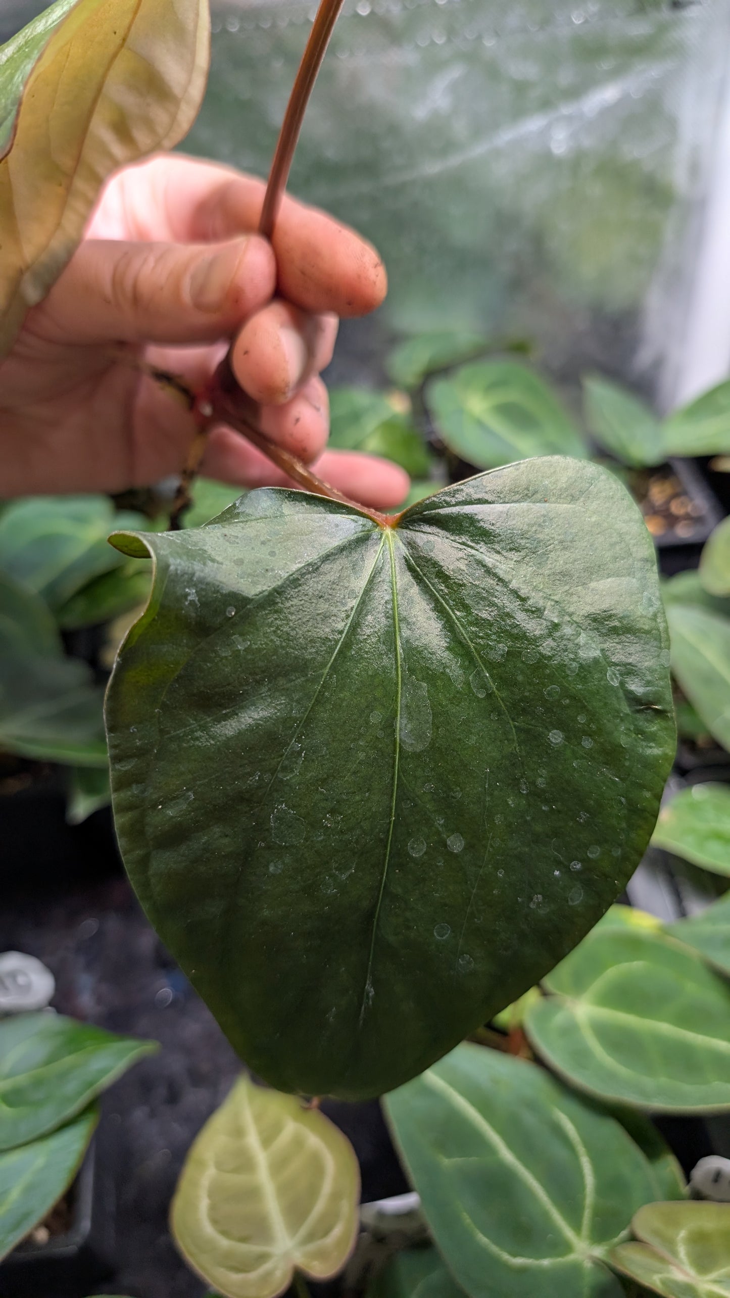 Anthurium SPFS #4 clone (Sp Silver Peru wide sinus x Papillilaminum Fort Sherman)