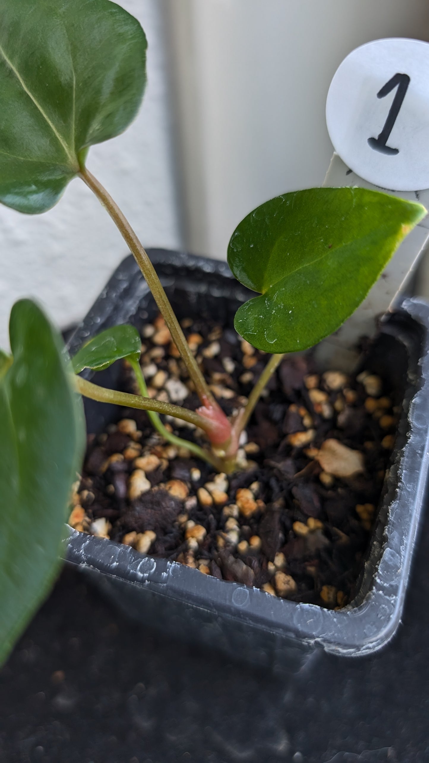 Anthurium (Carlablackiae x Dressleri Rio Guanche) X 'Ace of Spagetii'