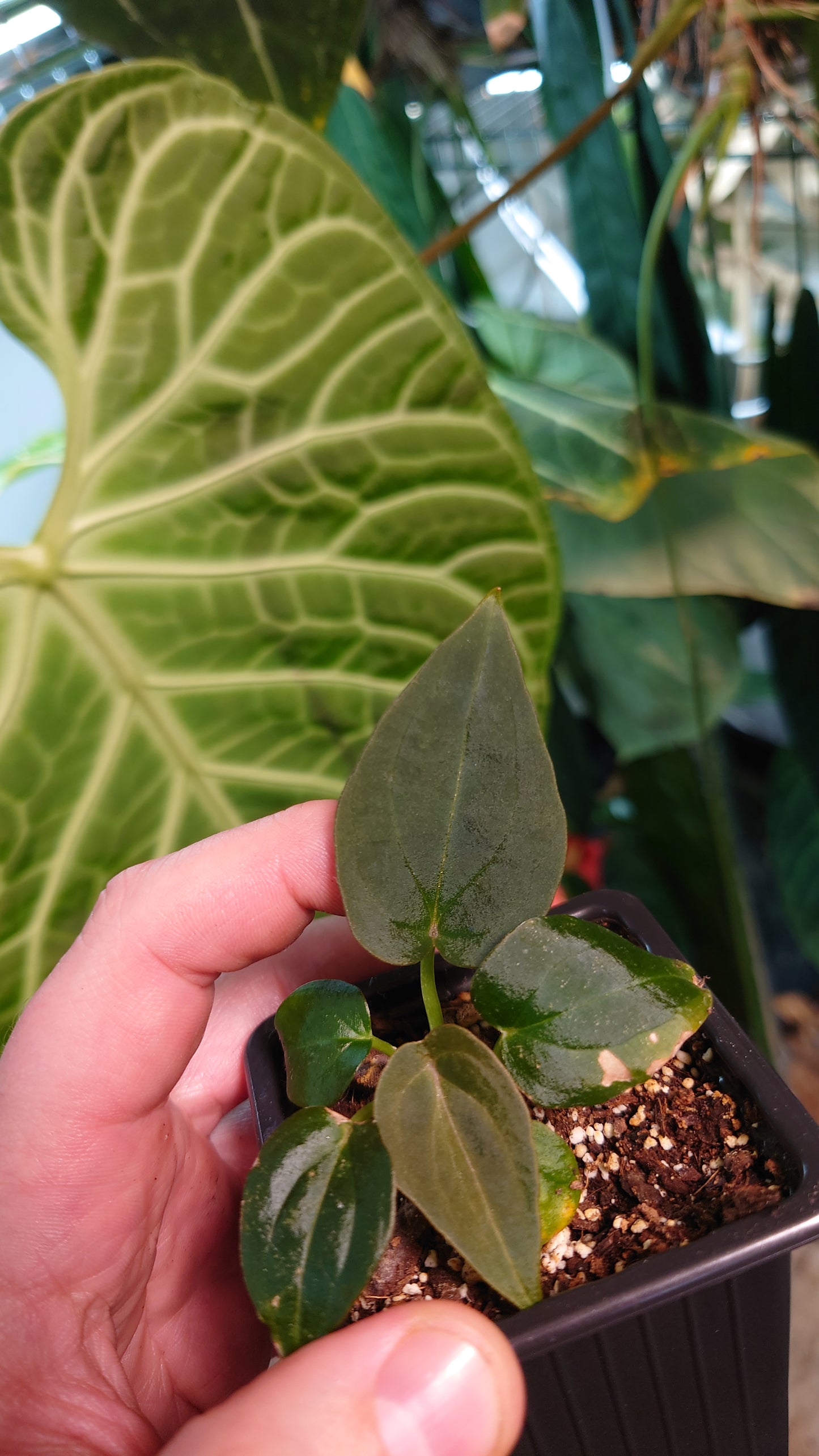 Anthurium Red Spider CLONE