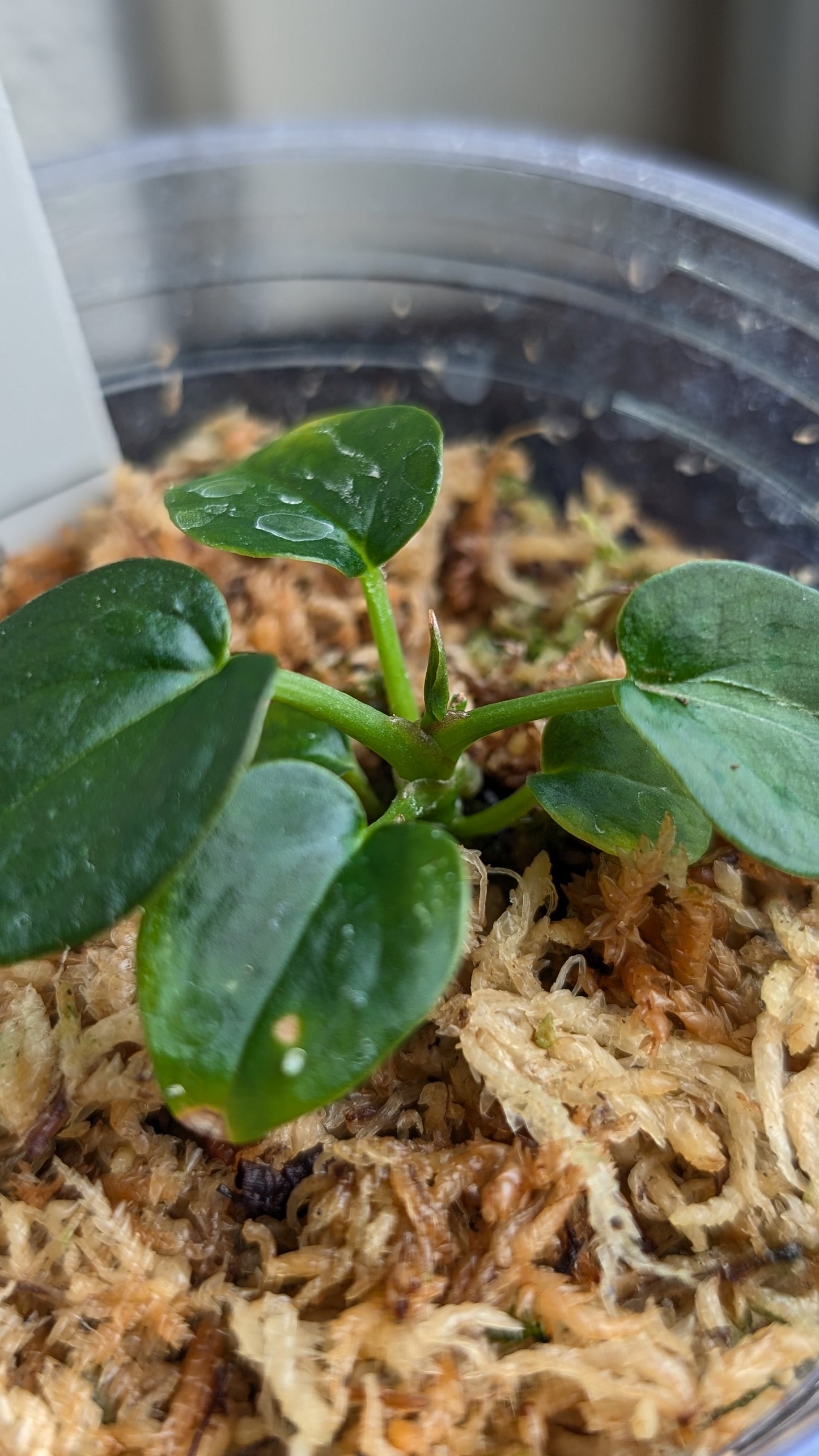 Anthurium Red Spider CLONE