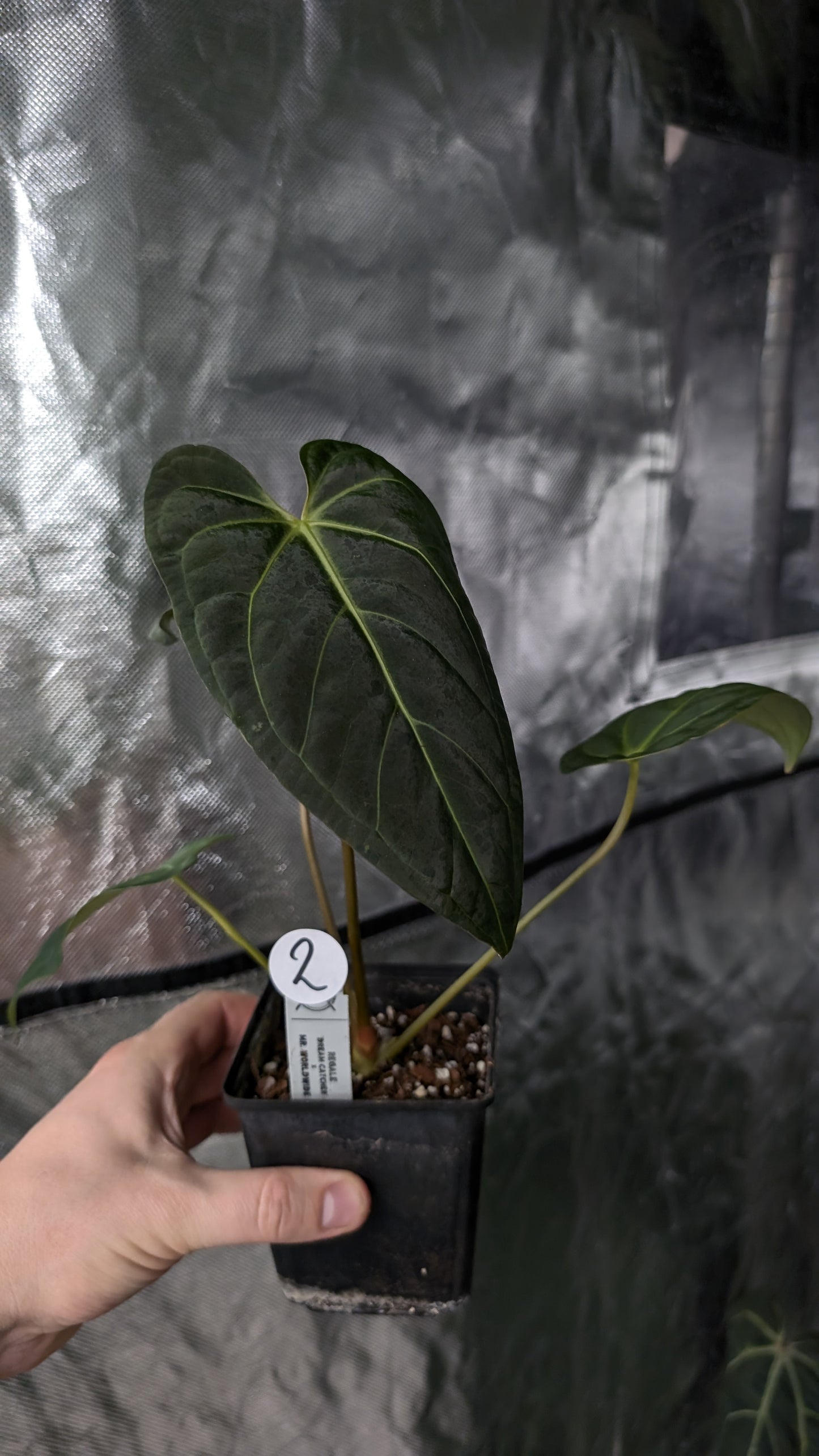 Anthurium Regale 'Dream Catcher' x Mr. Worldwide
