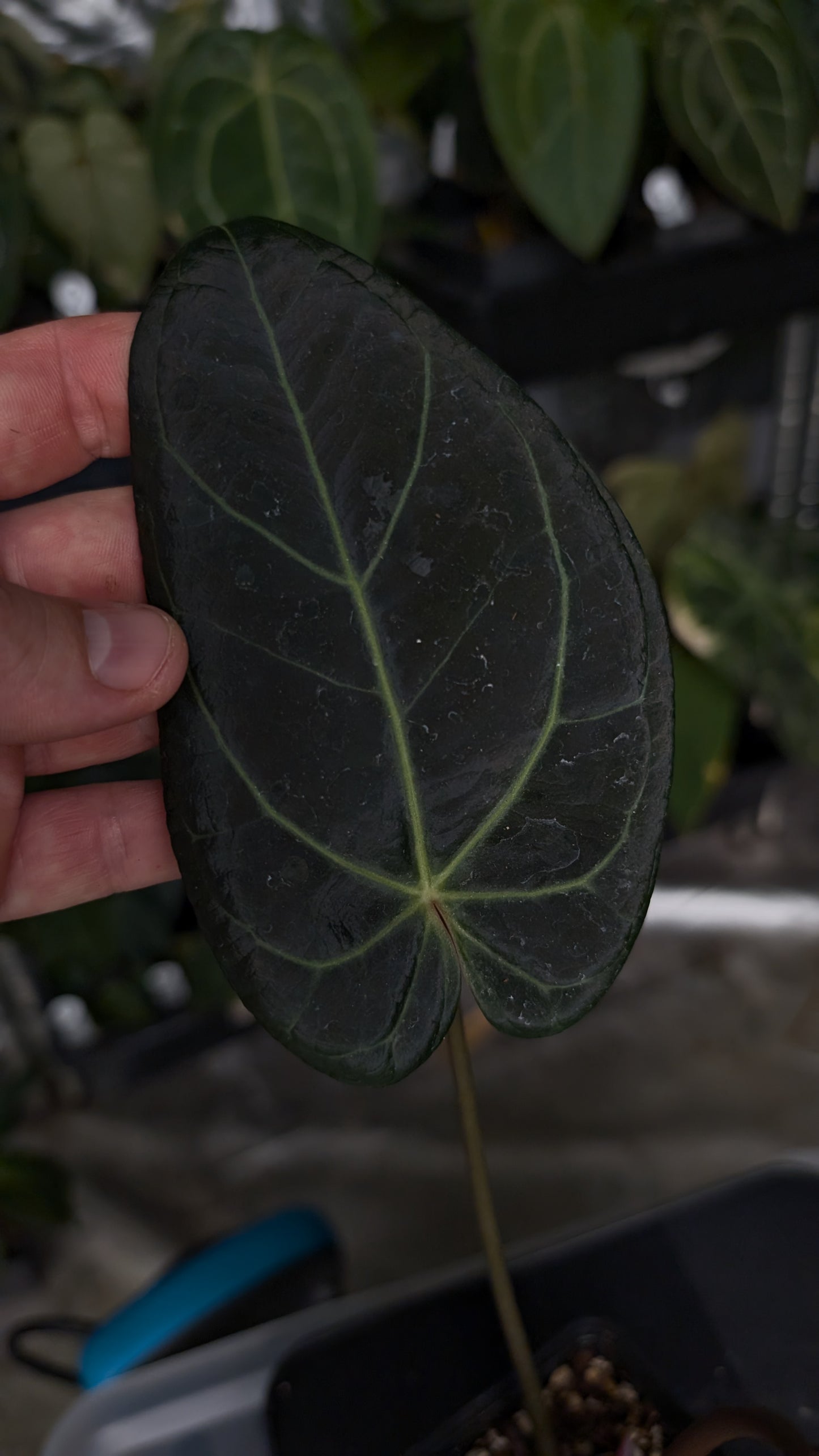 Anthurium Doc Block Zara x Michelle 'Selected Dark Form' x Besseae aff. 'Black Pillow'