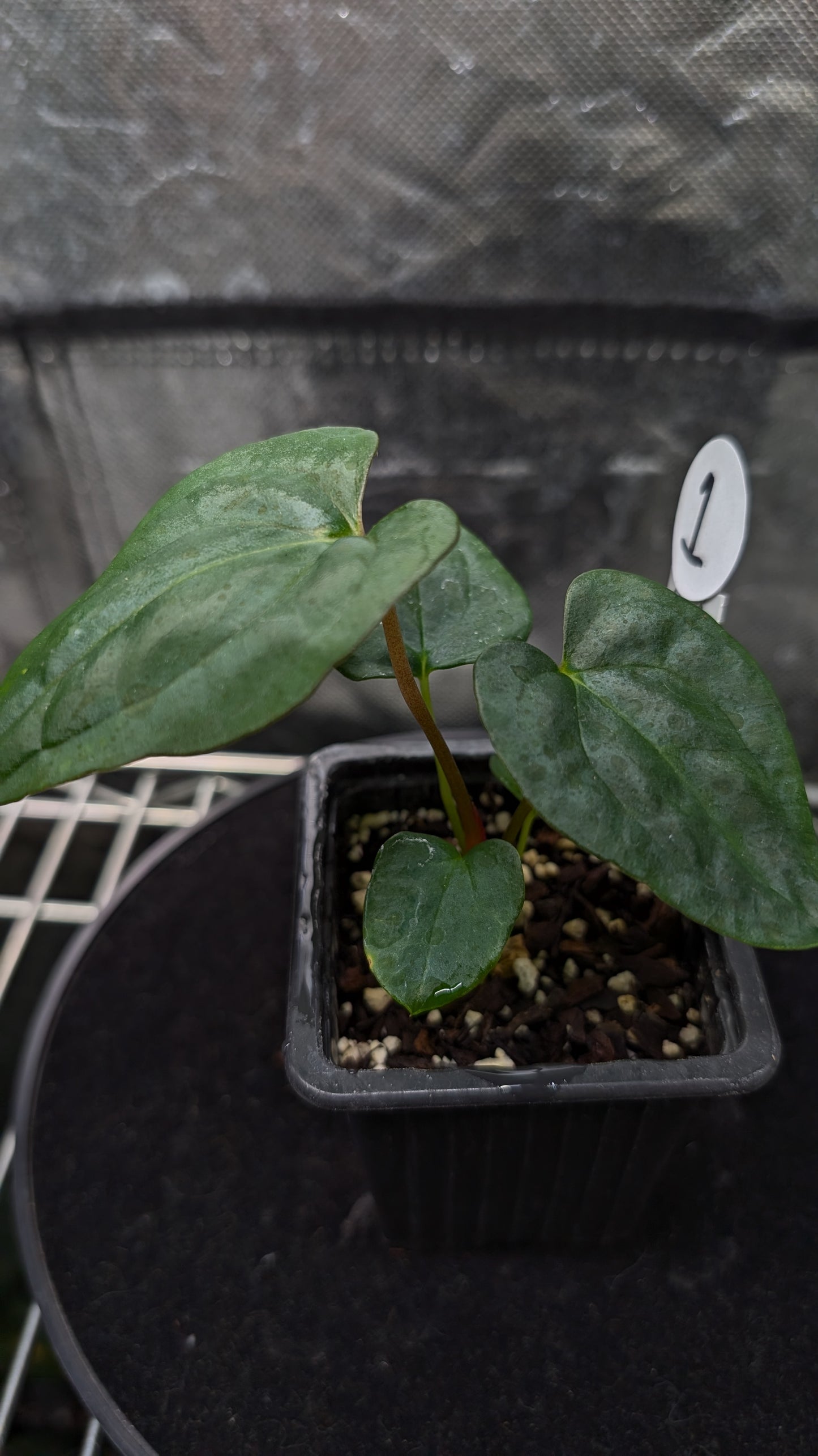 Anthurium Papillilaminum 'Fort Sherman'