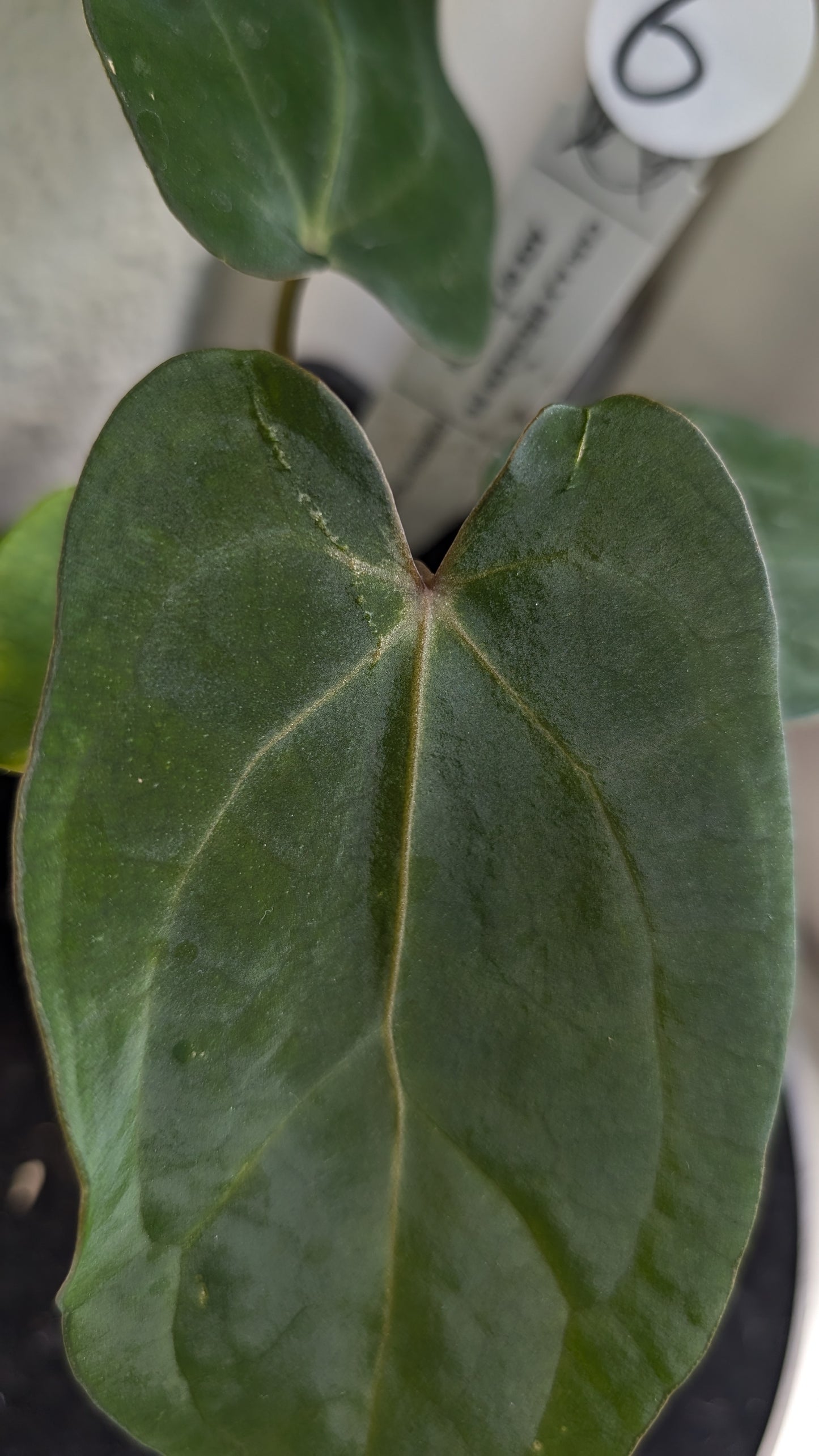 Anthurium (Carlablackiae x Dressleri Rio Guanche) X 'Ace of Spagetii'