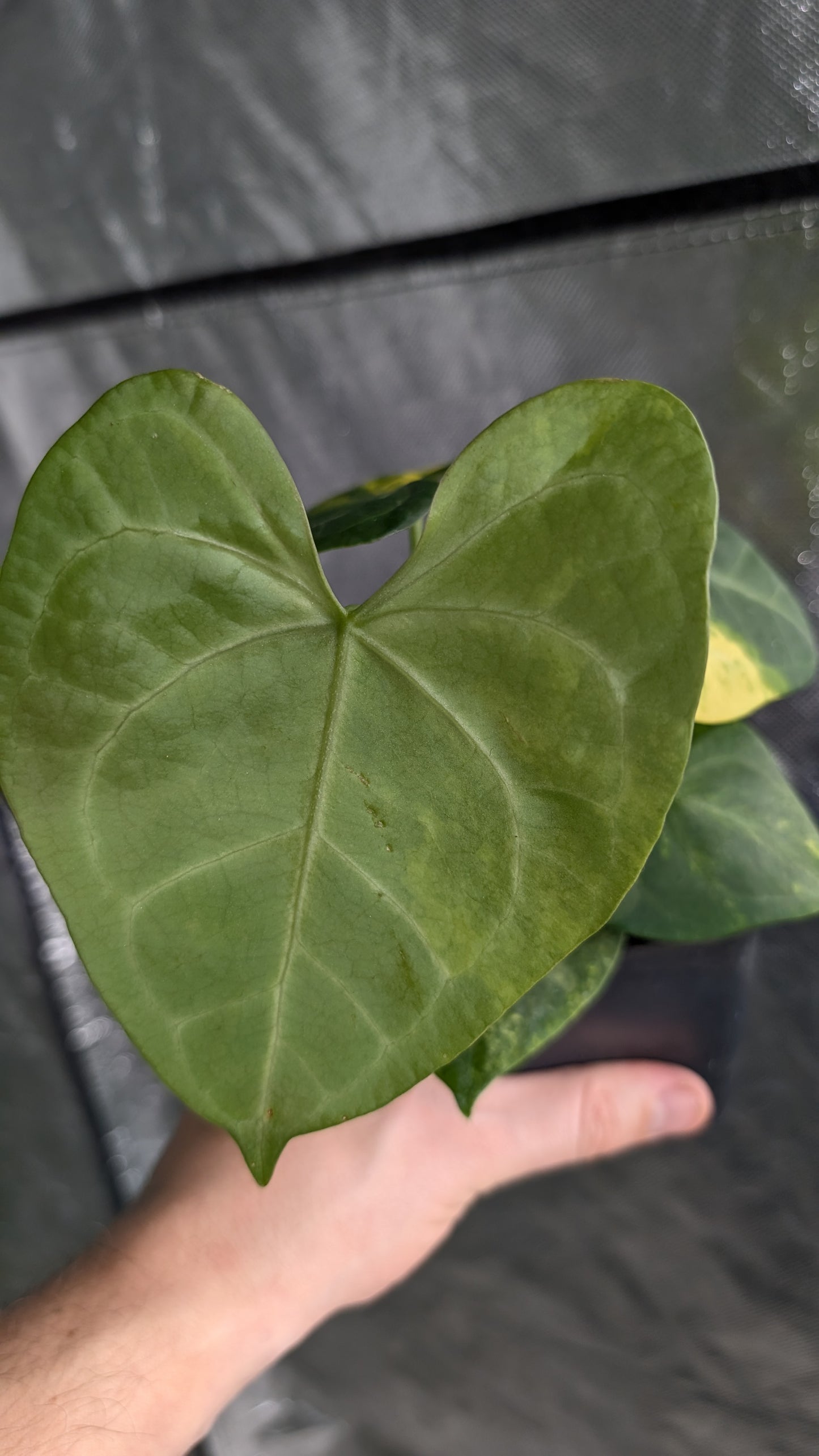 *Variegated* Anthurium Pterodactyl variegata x Clarinervium (or x self)