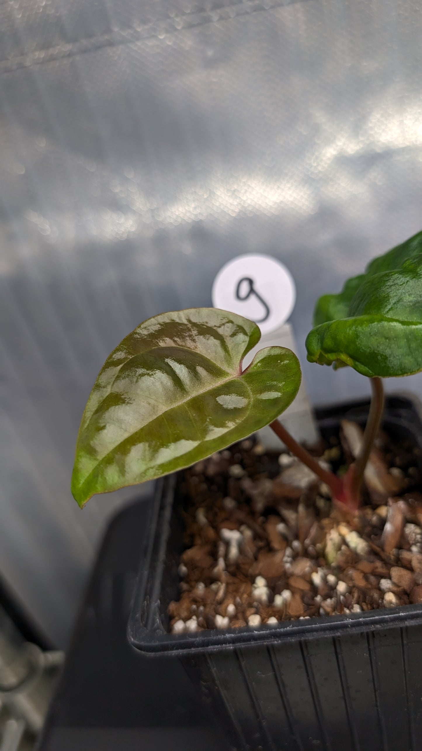 Anthurium Besseae aff. 'Black Pillow'