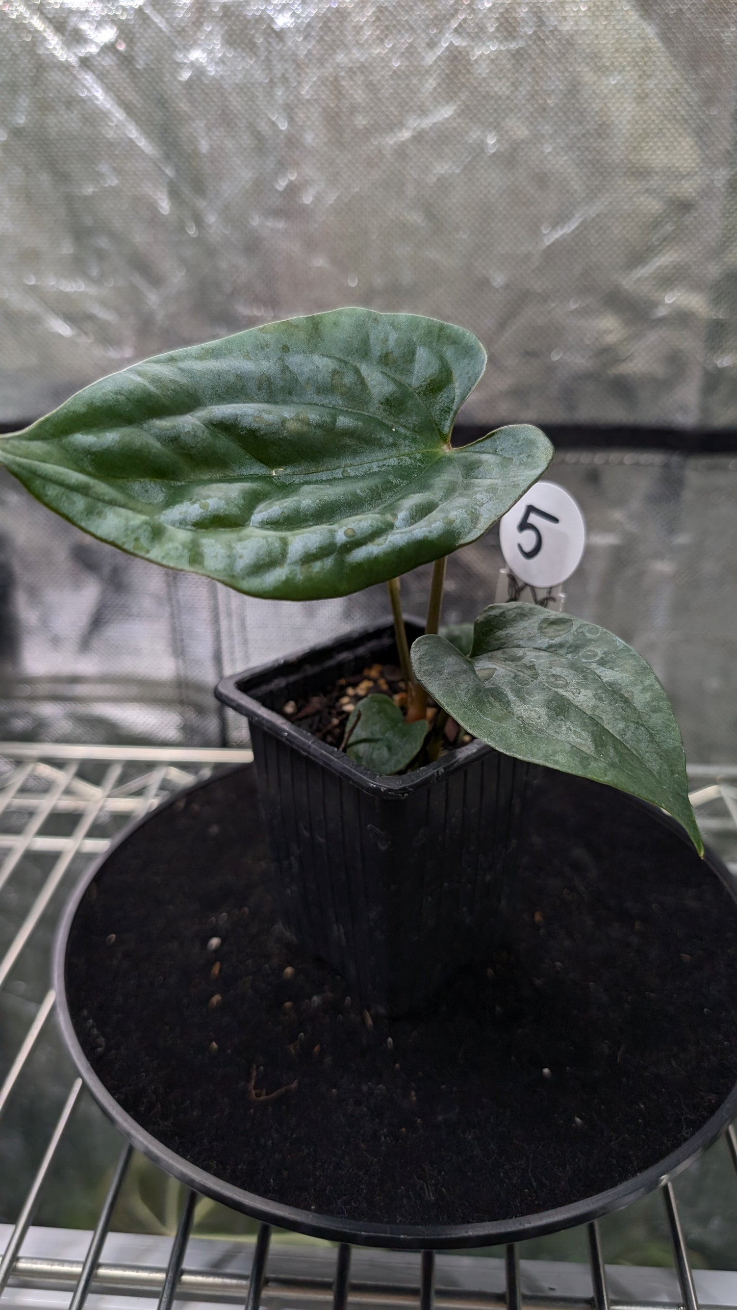 Anthurium 'Ace of Spagetii' x Luxurians