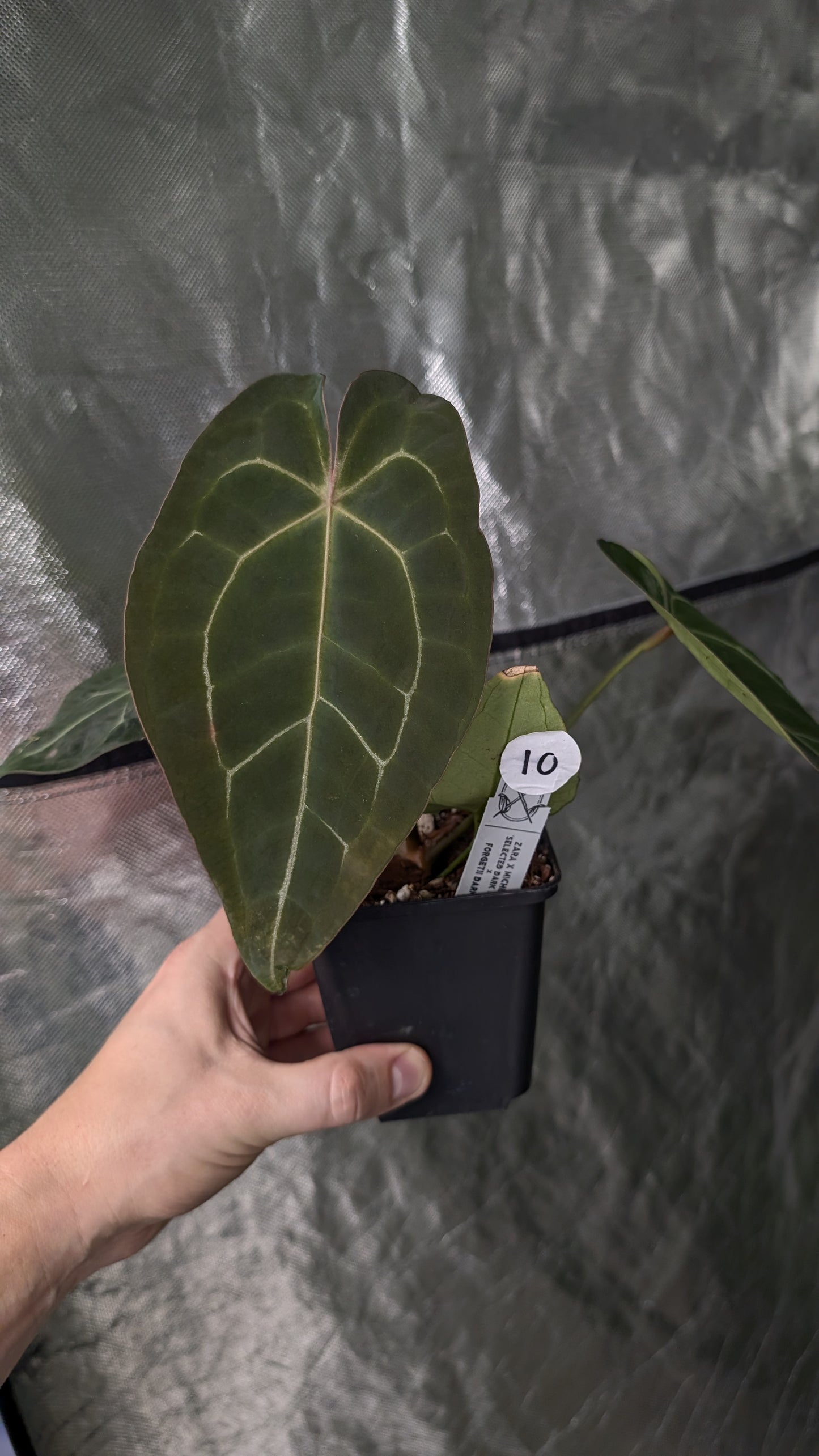 Anthurium Doc Block Zara x Michelle 'selected dark form' x Forgetii Dark