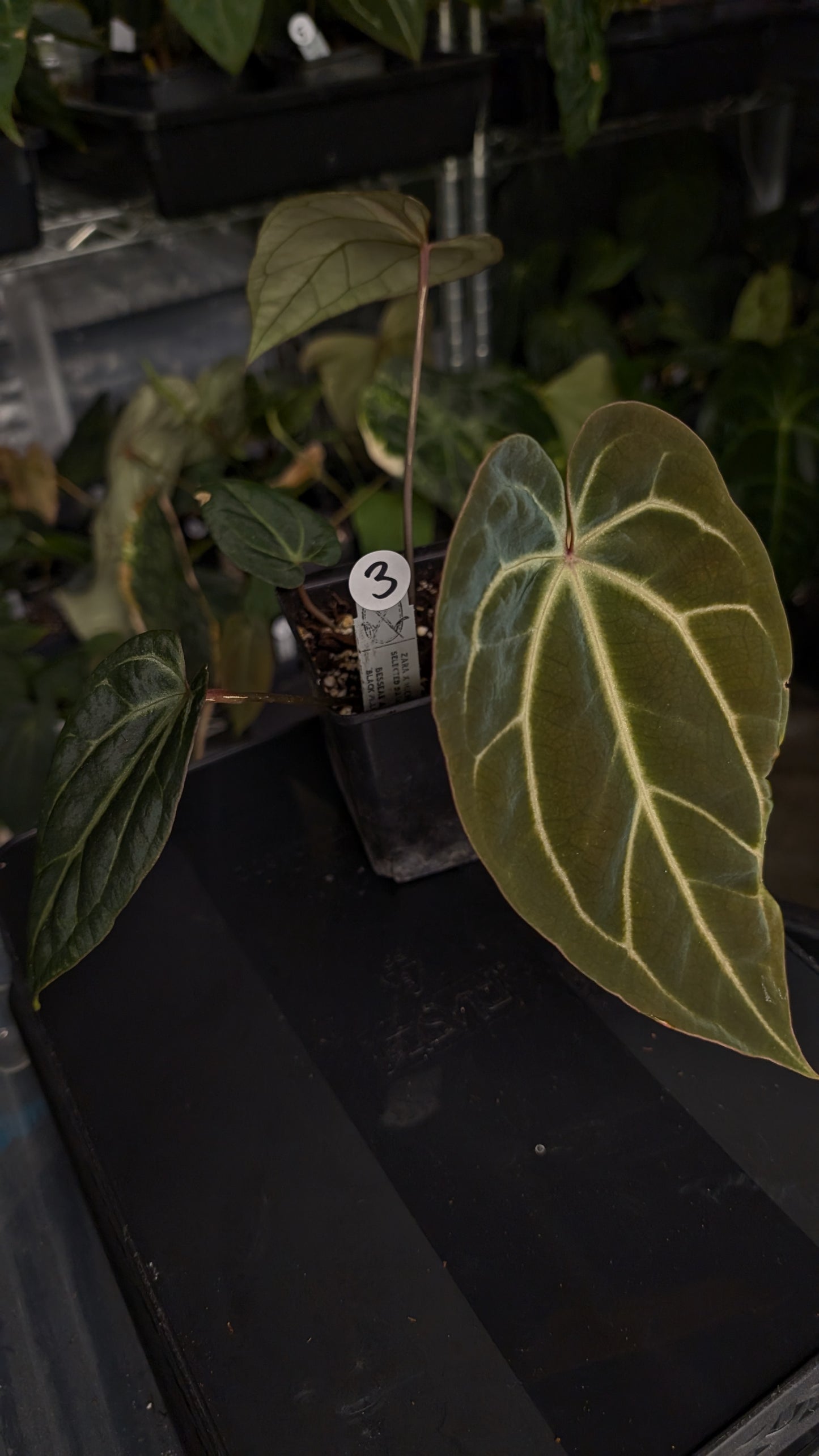 Anthurium Doc Block Zara x Michelle 'Selected Dark Form' x Besseae aff. 'Black Pillow'