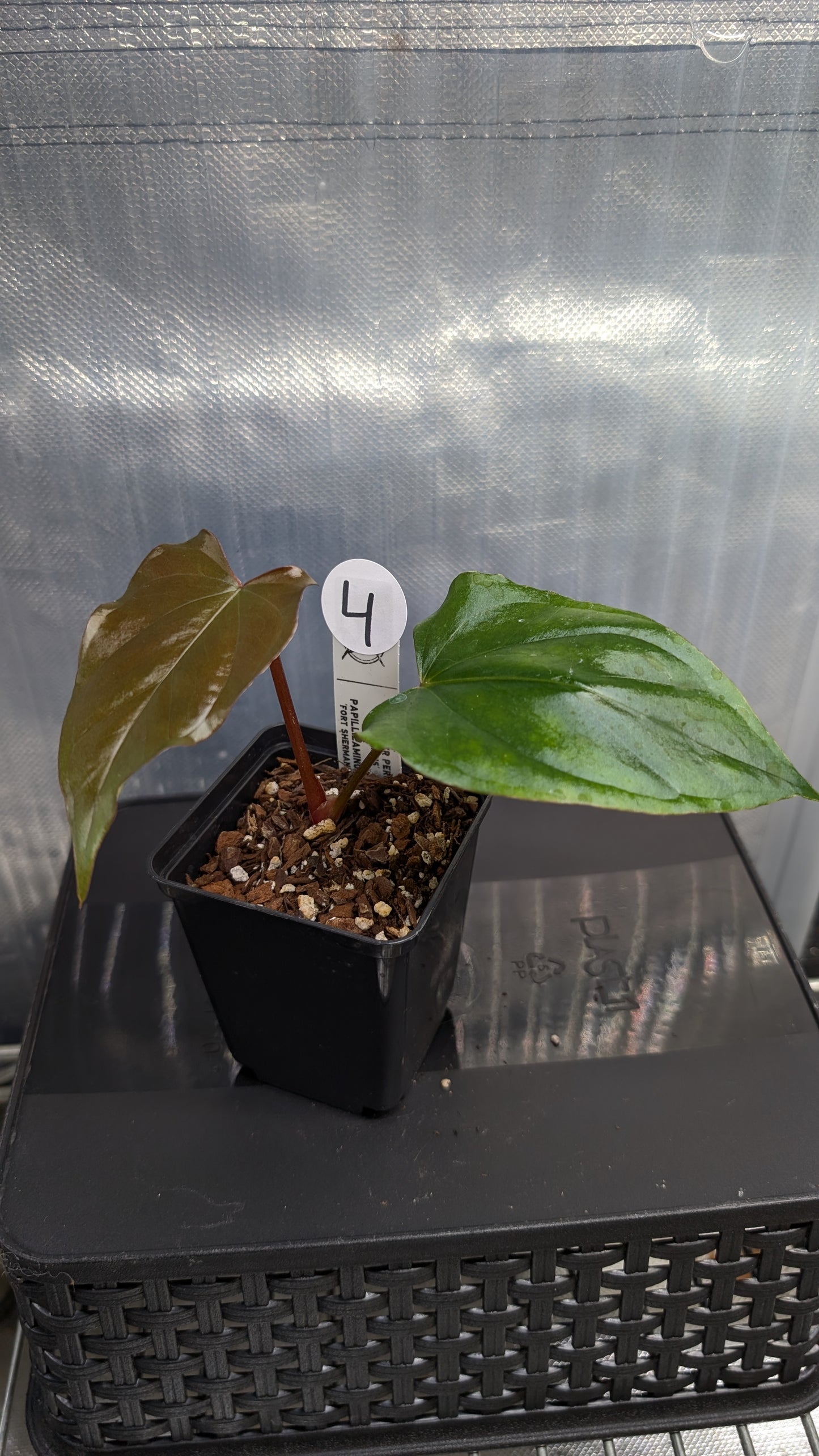 Anthurium Sp. Silver Peru Wide Sinus x Papillilaminum 'Fort Sherman'