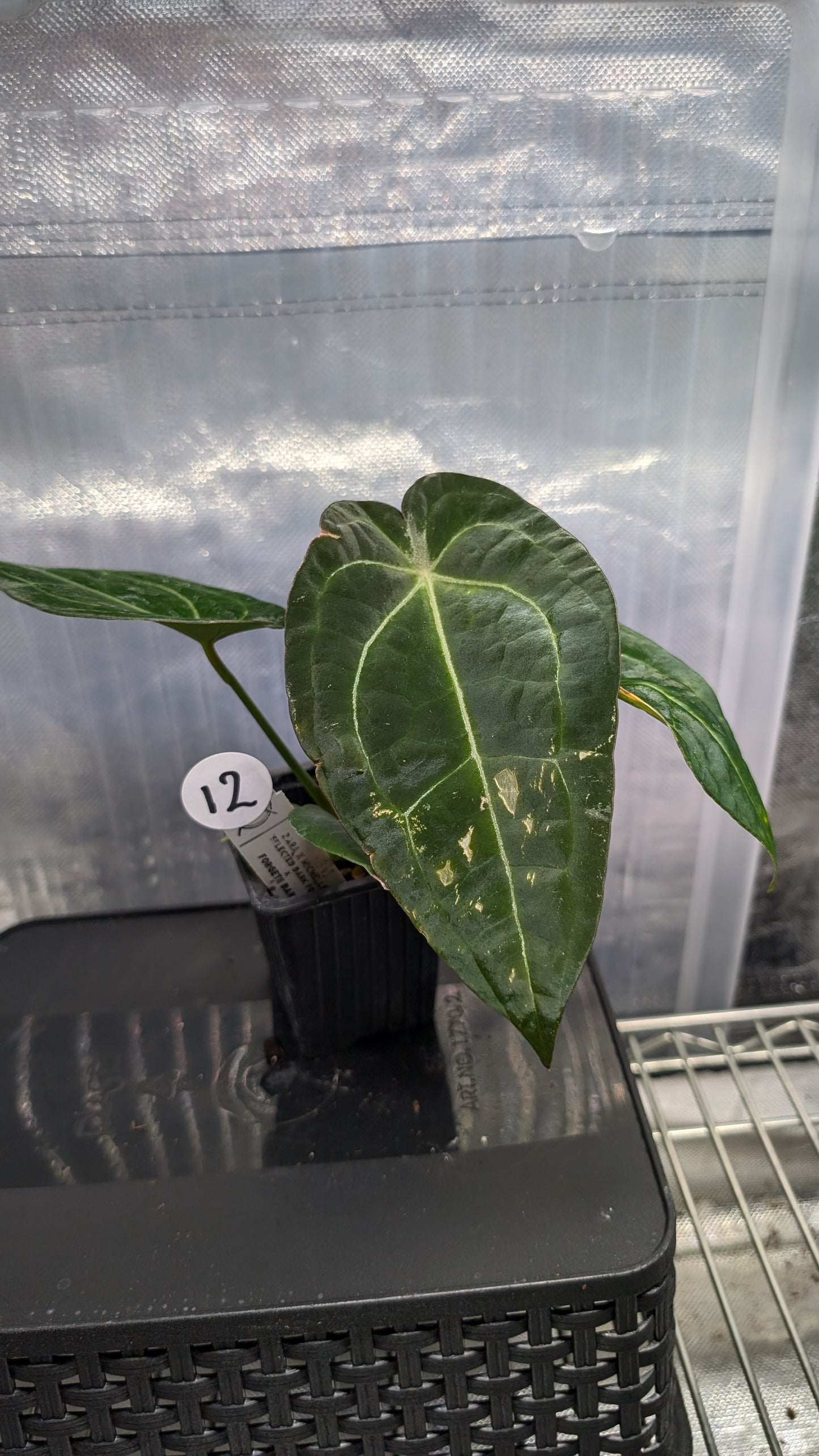 Anthurium Doc Block Zara x Michelle 'selected dark form' x Forgetii Dark