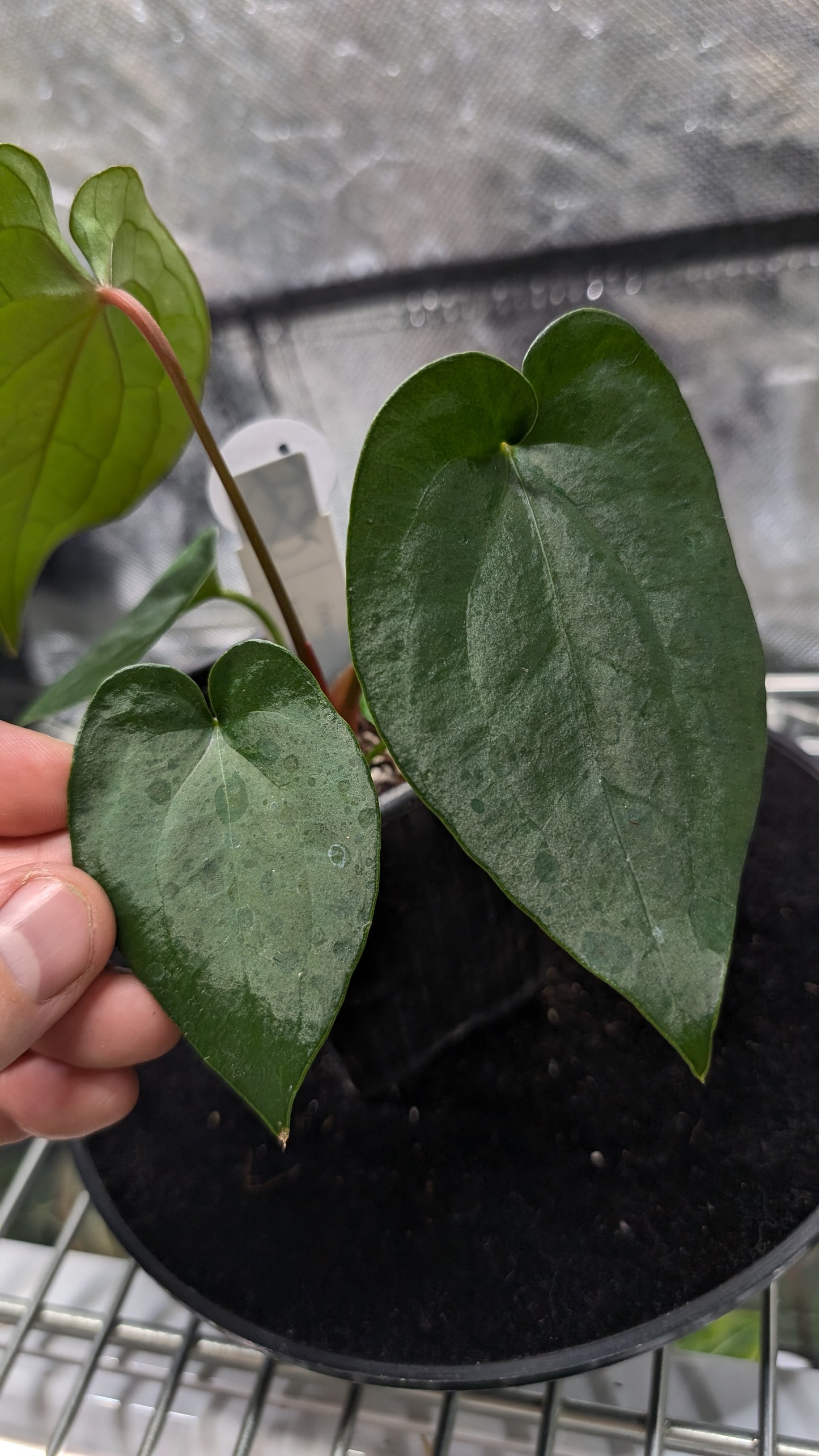 Anthurium 'Ace of Spagetii' x Luxurians