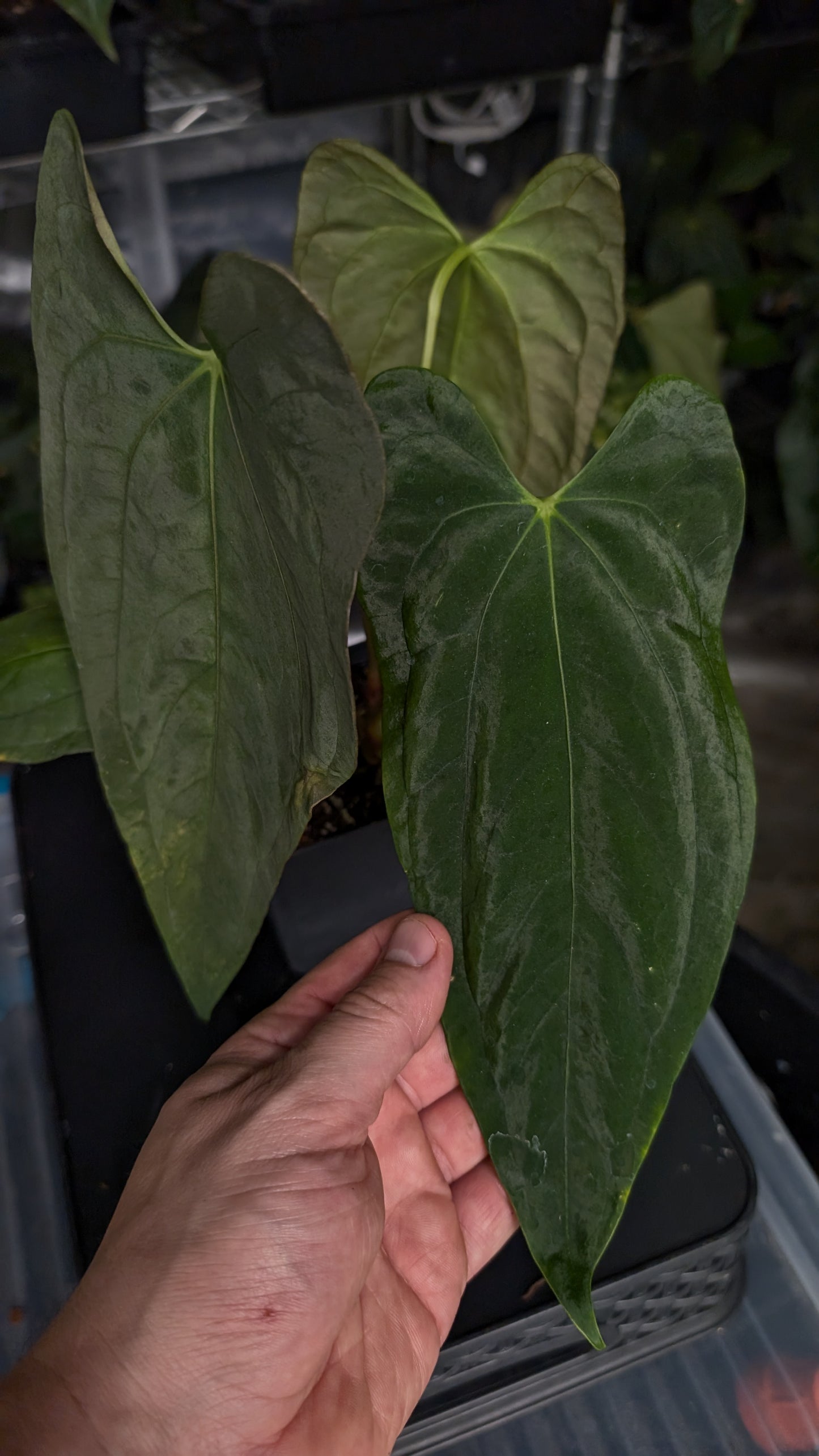 Anthurium Papillilaminum 'Fort Sherman'