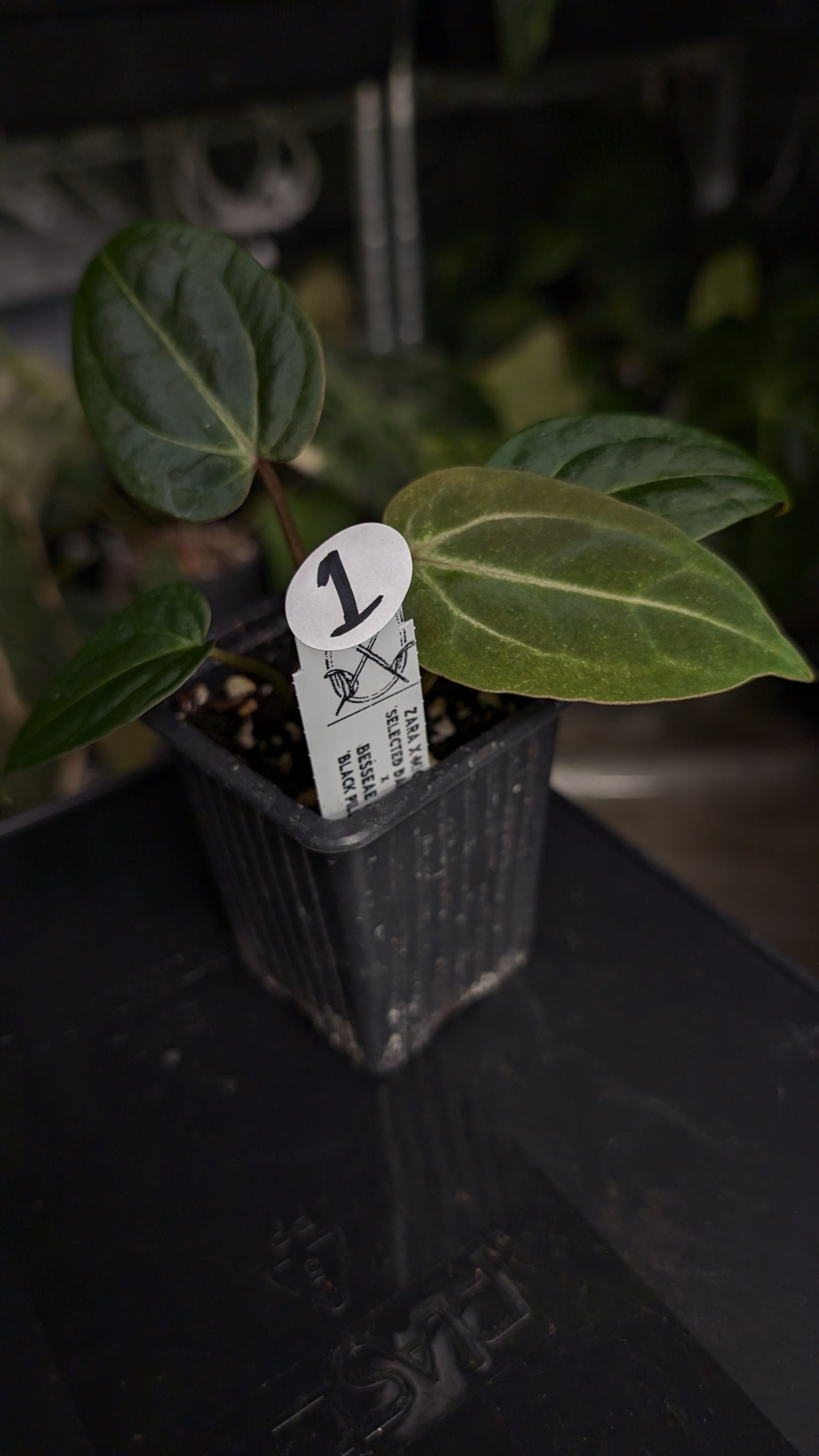 Anthurium Doc Block Zara x Michelle 'Selected Dark Form' x Besseae aff. 'Black Pillow'