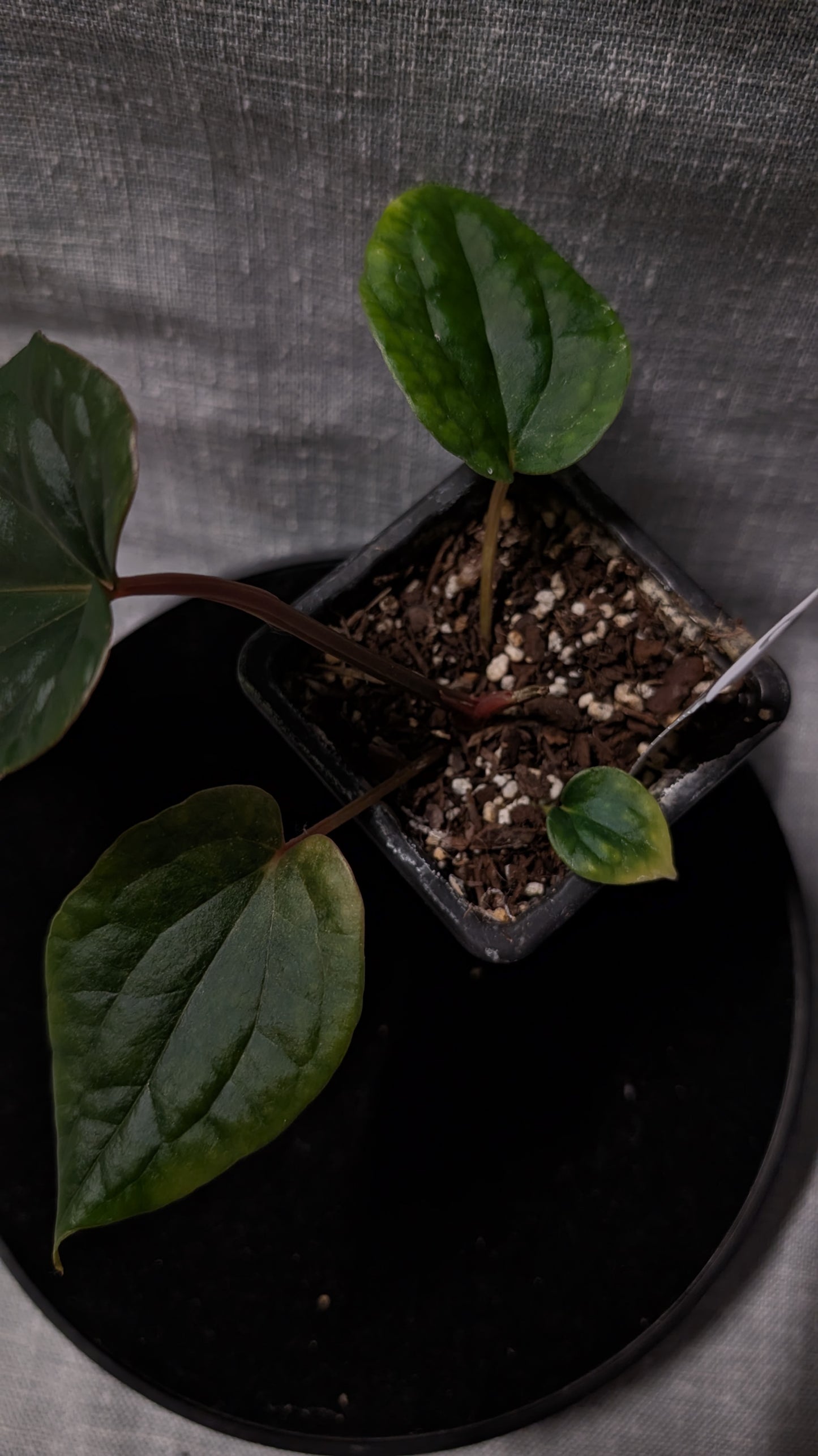 Anthurium Luxurians x Papillilaminum 'Fort Sherman'