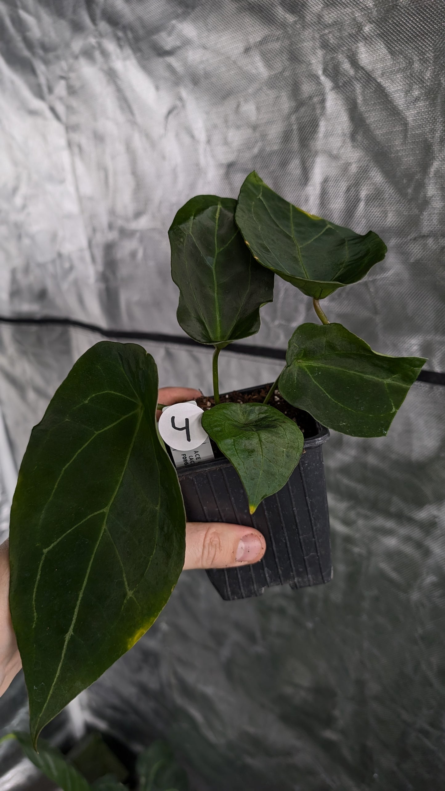 Anthurium Ace of Spagetii F2