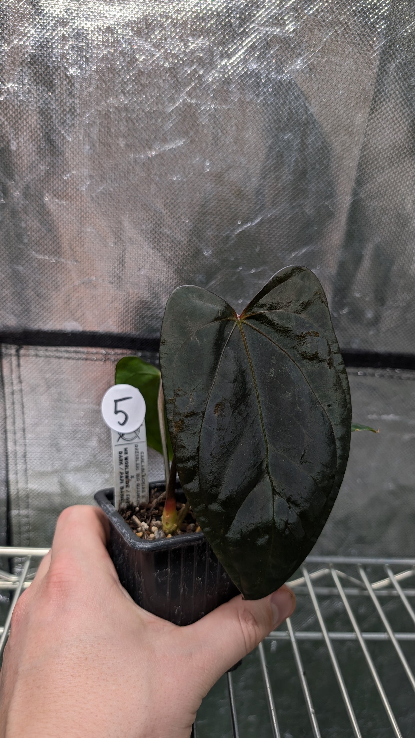 Anthurium (Carlablackiae x Dressleri Rio Guanche) x Mr Worldwide OR Forgetii Dark OR Papillilaminum Daniel