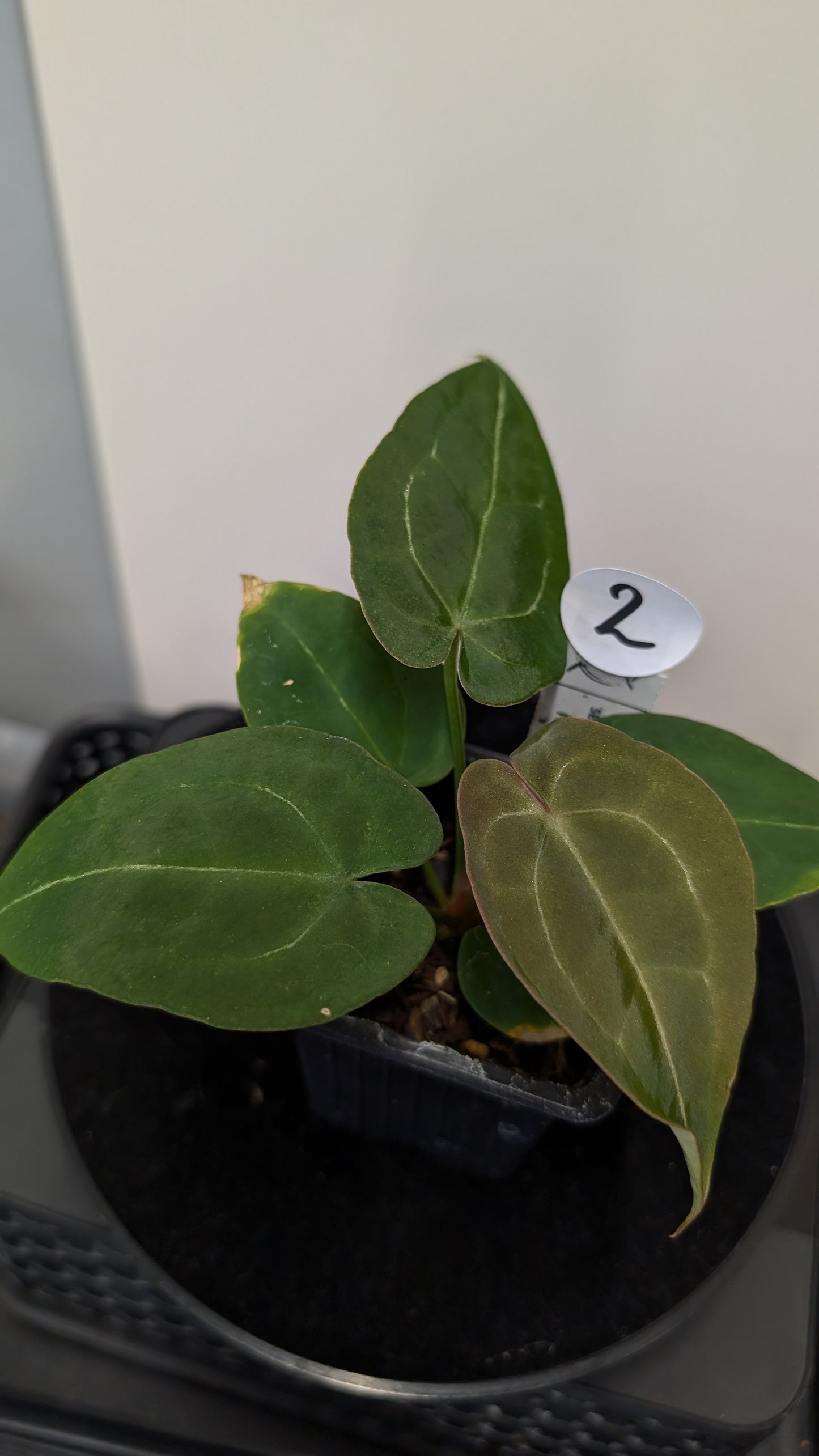 Anthurium Doc Block Zara x Michelle 'selected dark form' x Forgetii Dark