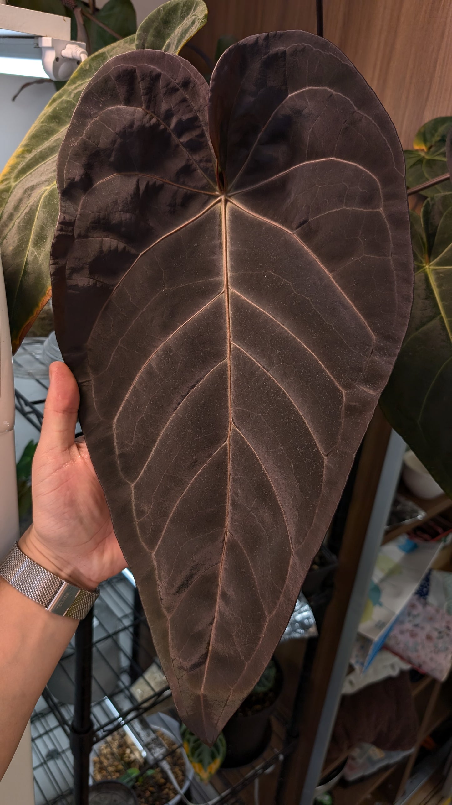 Anthurium 'Madame Violette' x Luxurians seedlings