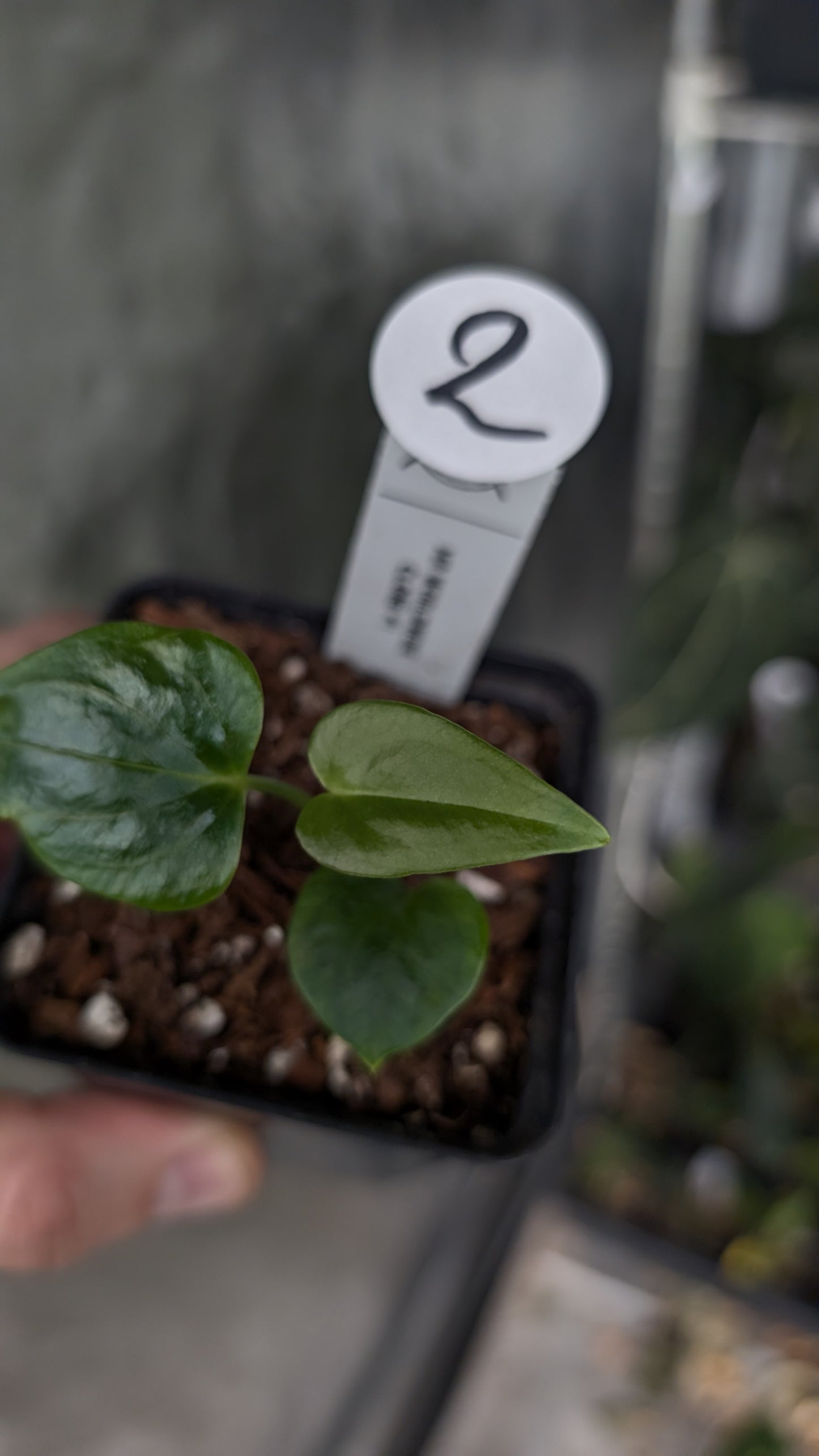 Anthurium Mr. Worldwide Clone #1