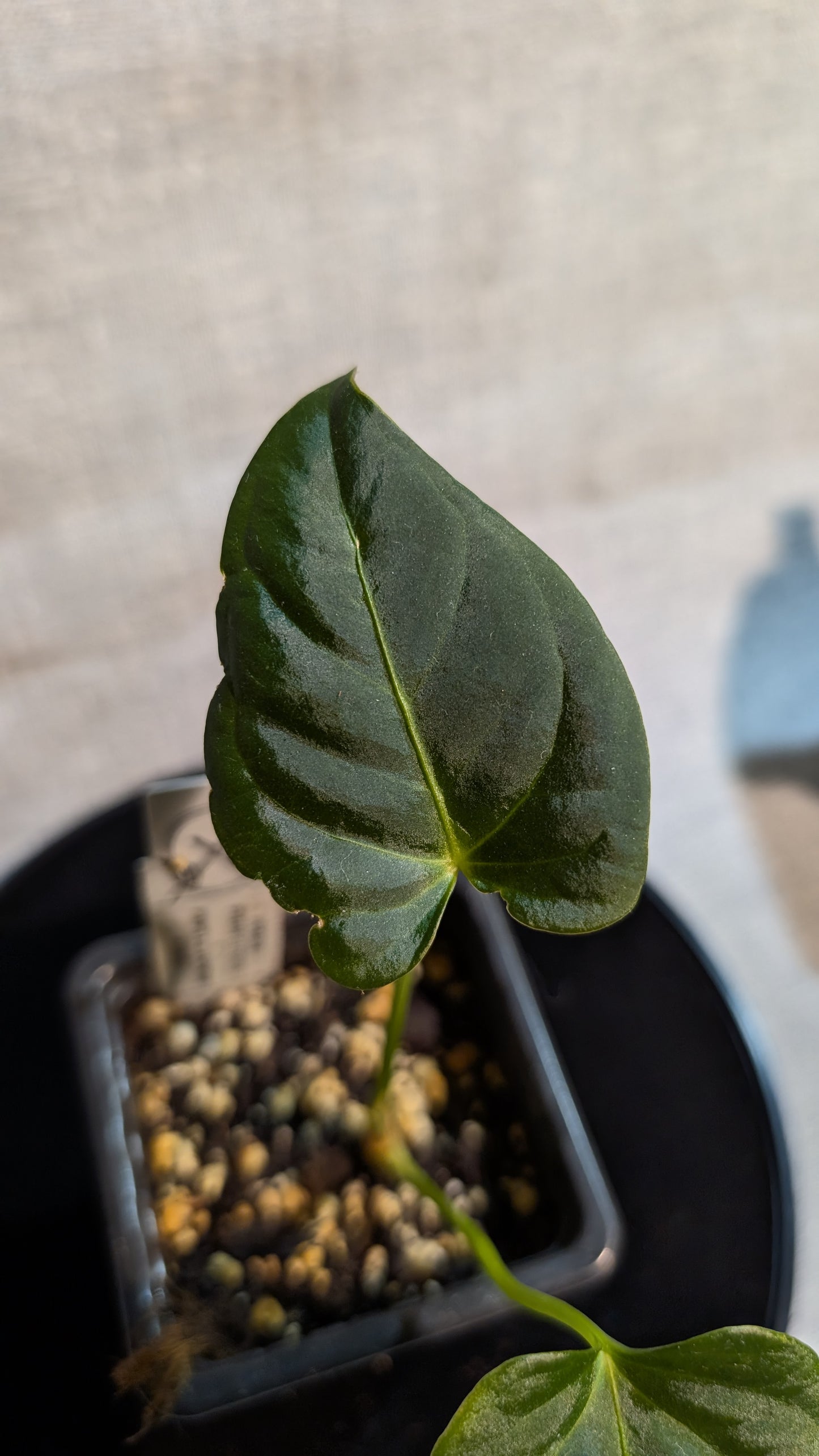 Anthurium Regale 'Dream Catcher' x Papillilaminum 'Daniel'