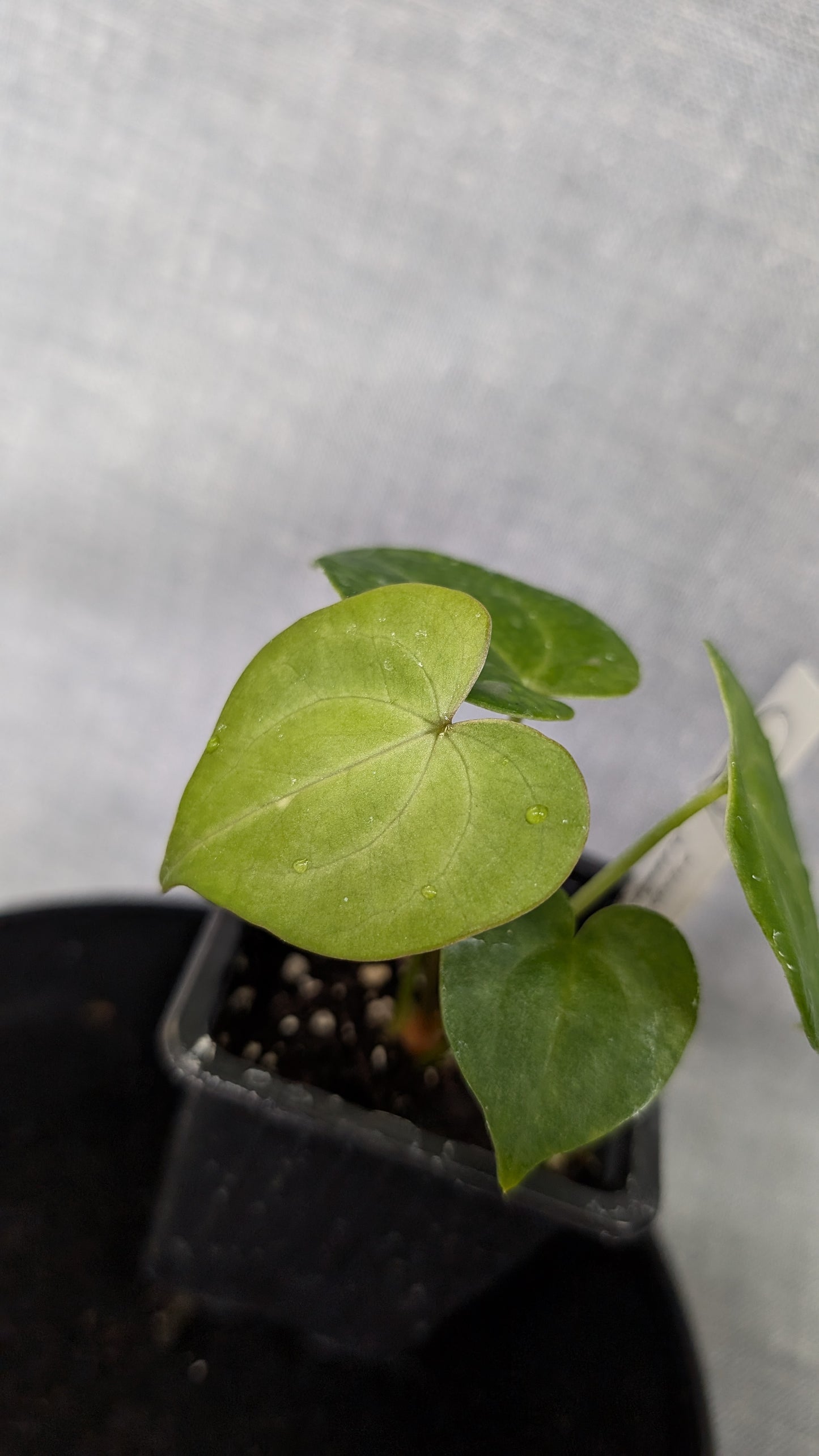 Anthurium Pterodactyl variegata x Clarinervium (or x self)
