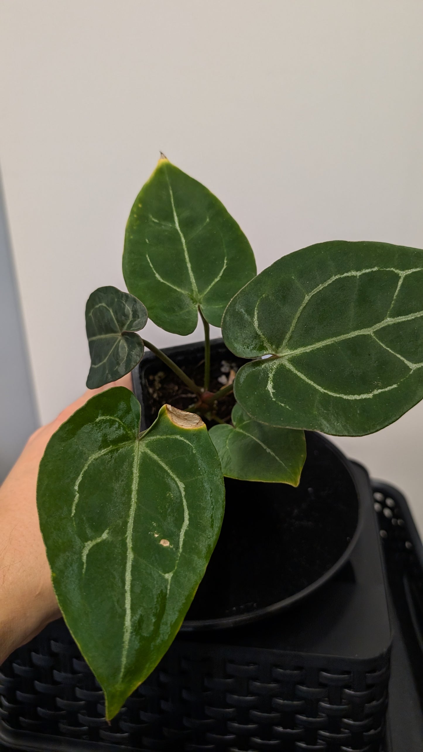 Anthurium Doc Block Zara x Michelle 'selected dark form' x Forgetii Dark