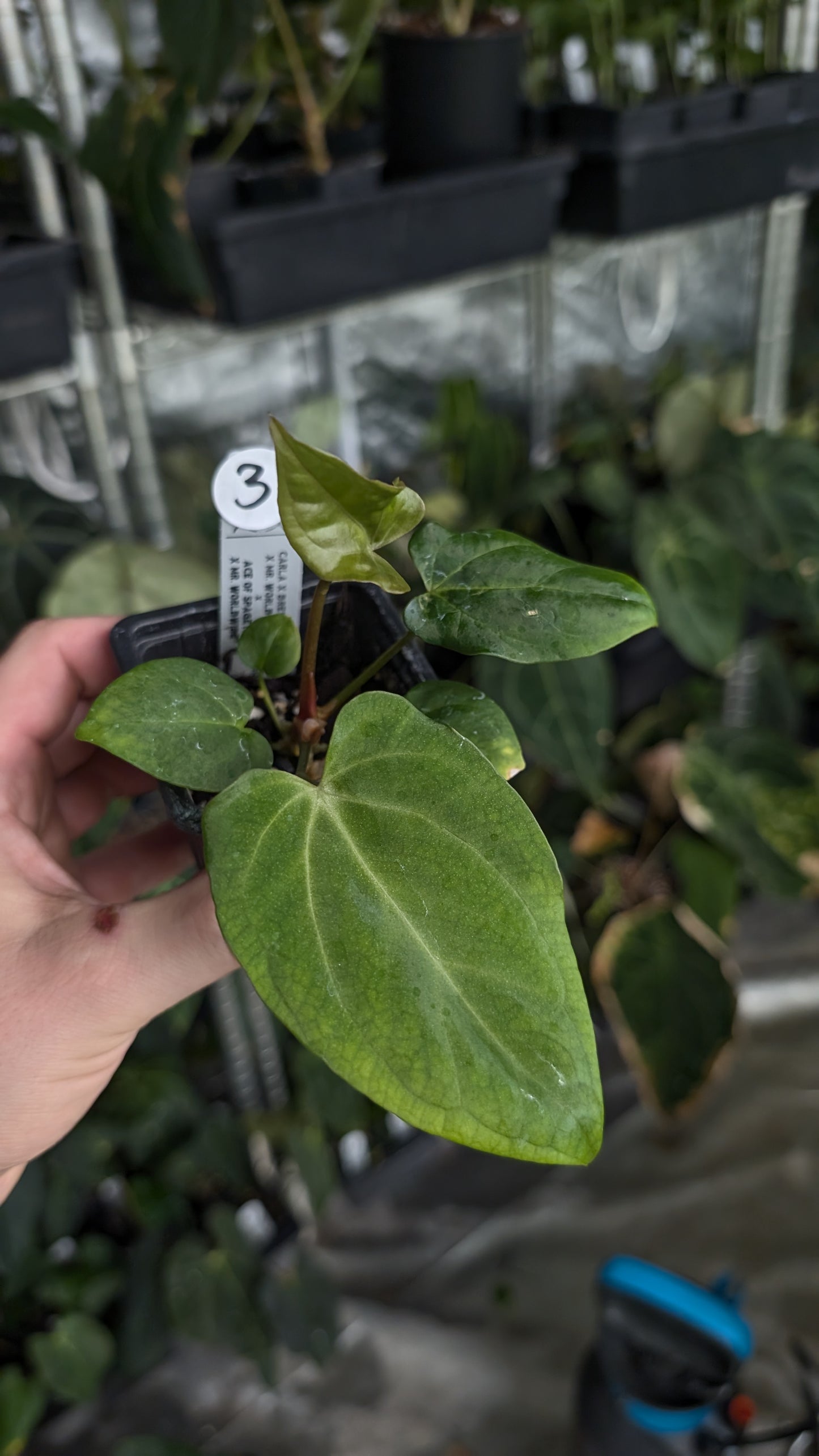 Anthurium [Carlablackiae x Dressleri Rio Guanche x Mr. Worldwide] x [Ace of Spagetii x Mr Worldwide]
