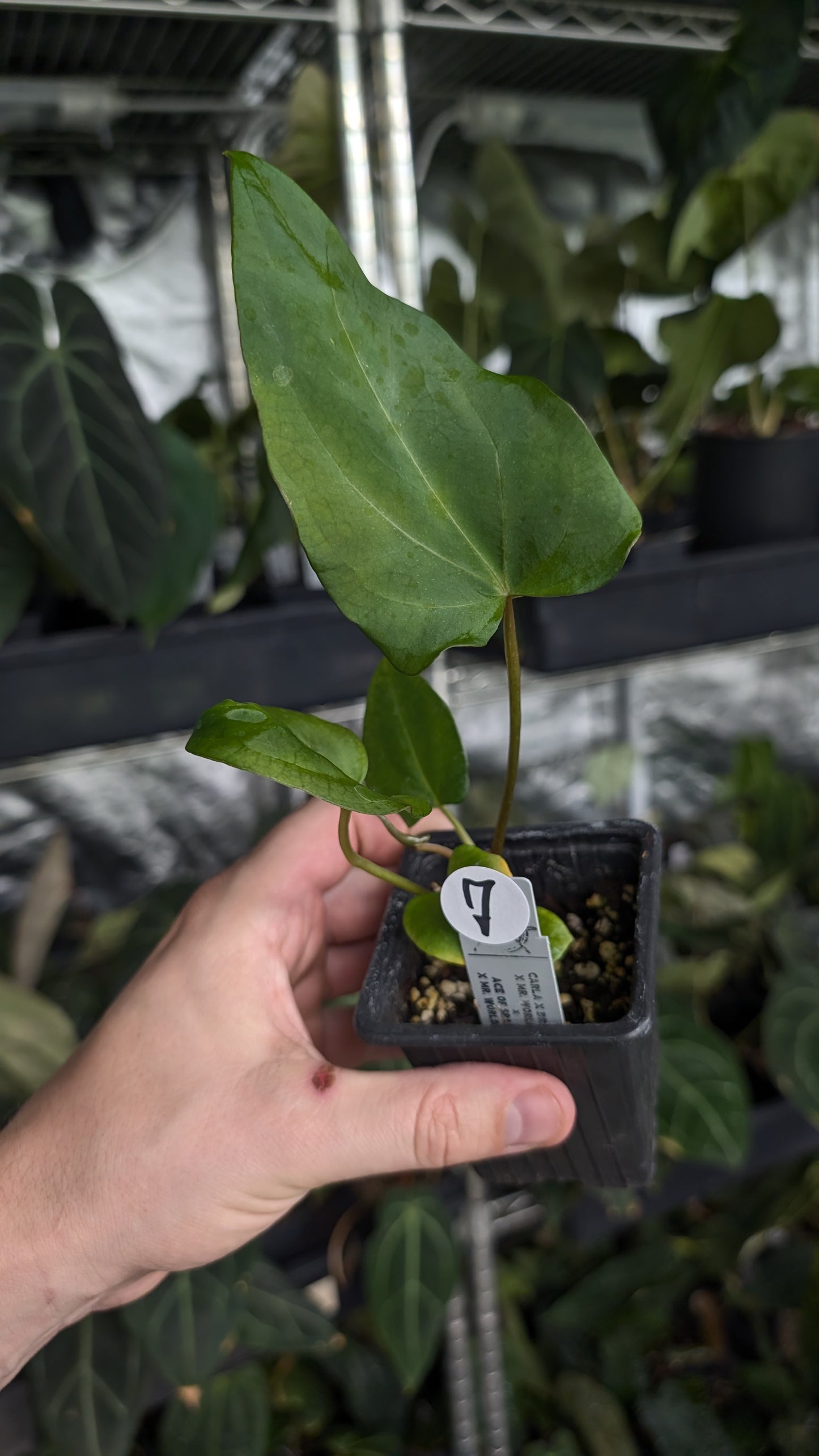 Anthurium [Carlablackiae x Dressleri Rio Guanche x Mr. Worldwide] x [Ace of Spagetii x Mr Worldwide]